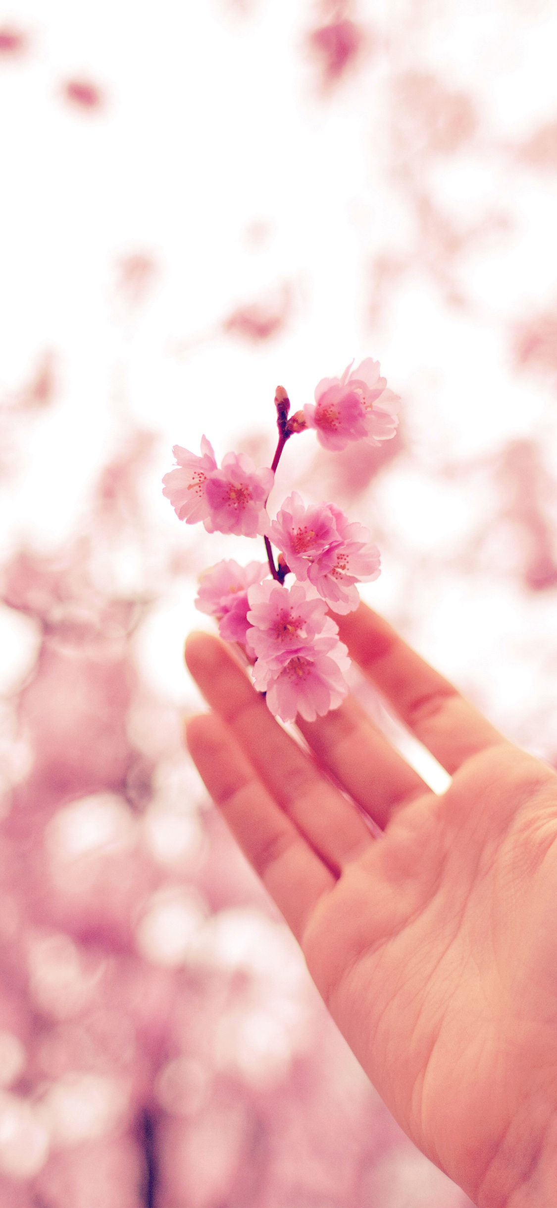 iPhone X wallpaper. spring cherry blossom bokeh nature pink