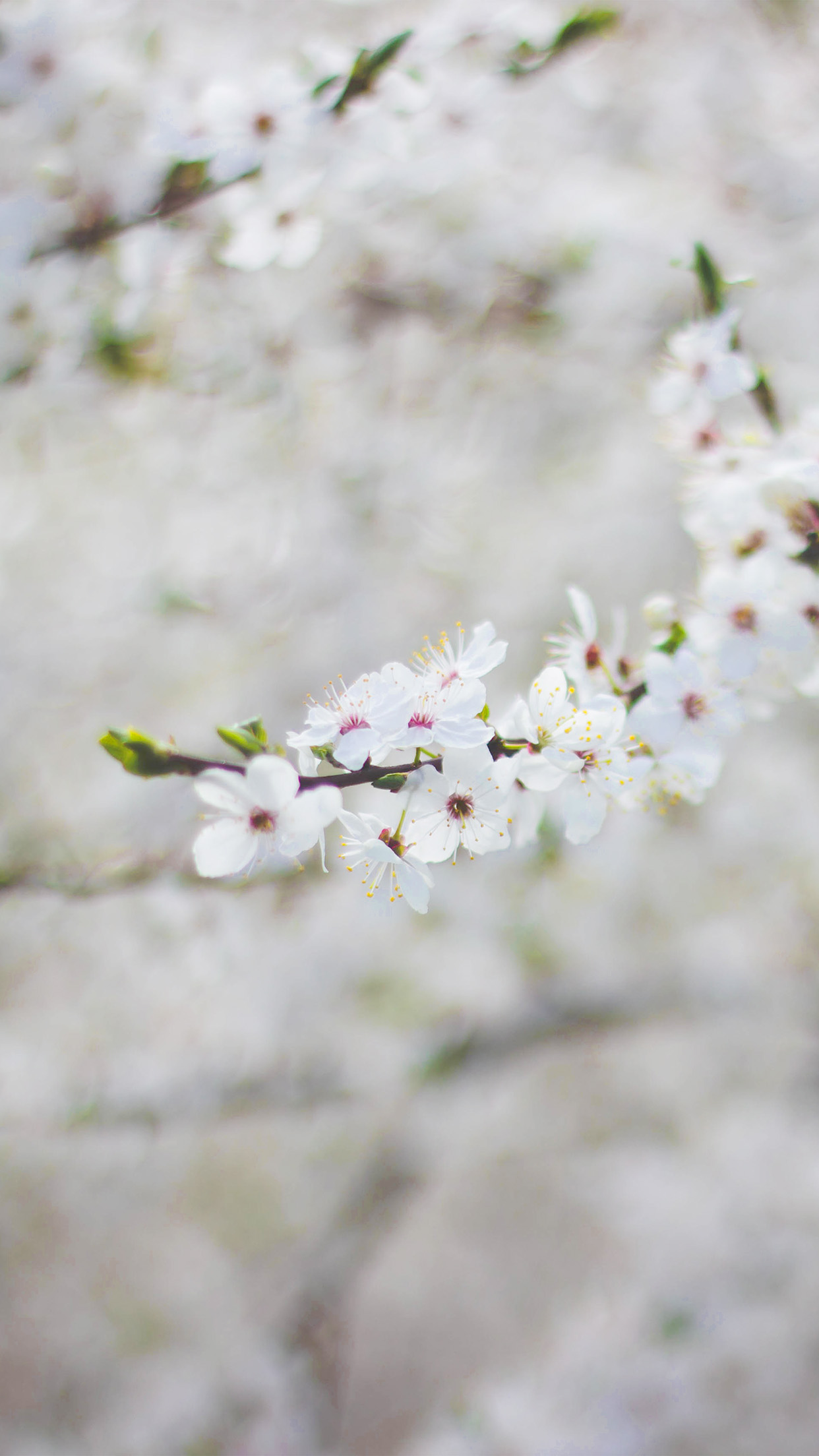 Spring Flower Cherry Blossom Bokeh Wallpaper