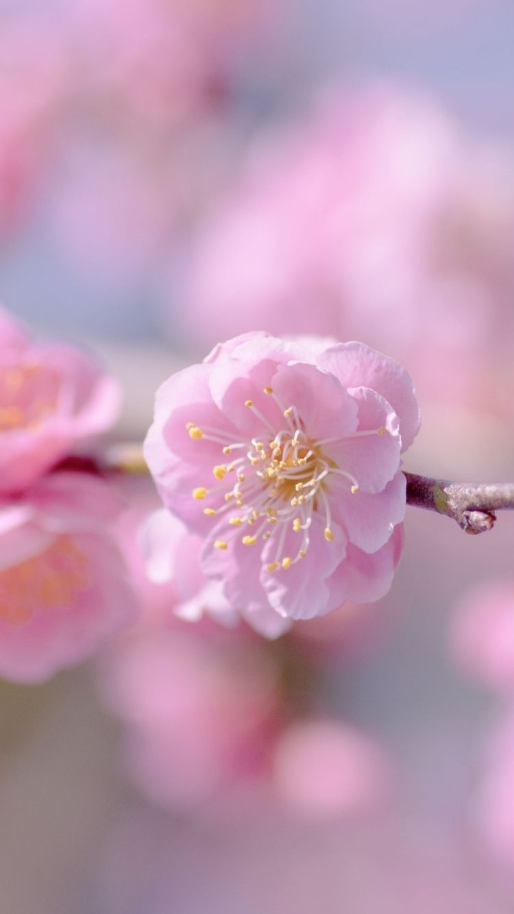 Flower Background IPhone