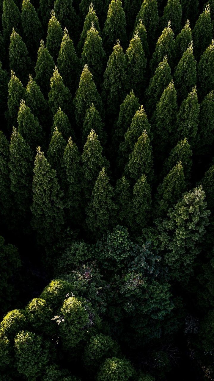 Green trees, nature, spring, aerial shot, 720x1280 wallpaper. Landscape wallpaper, Nature photography, Nature background iphone