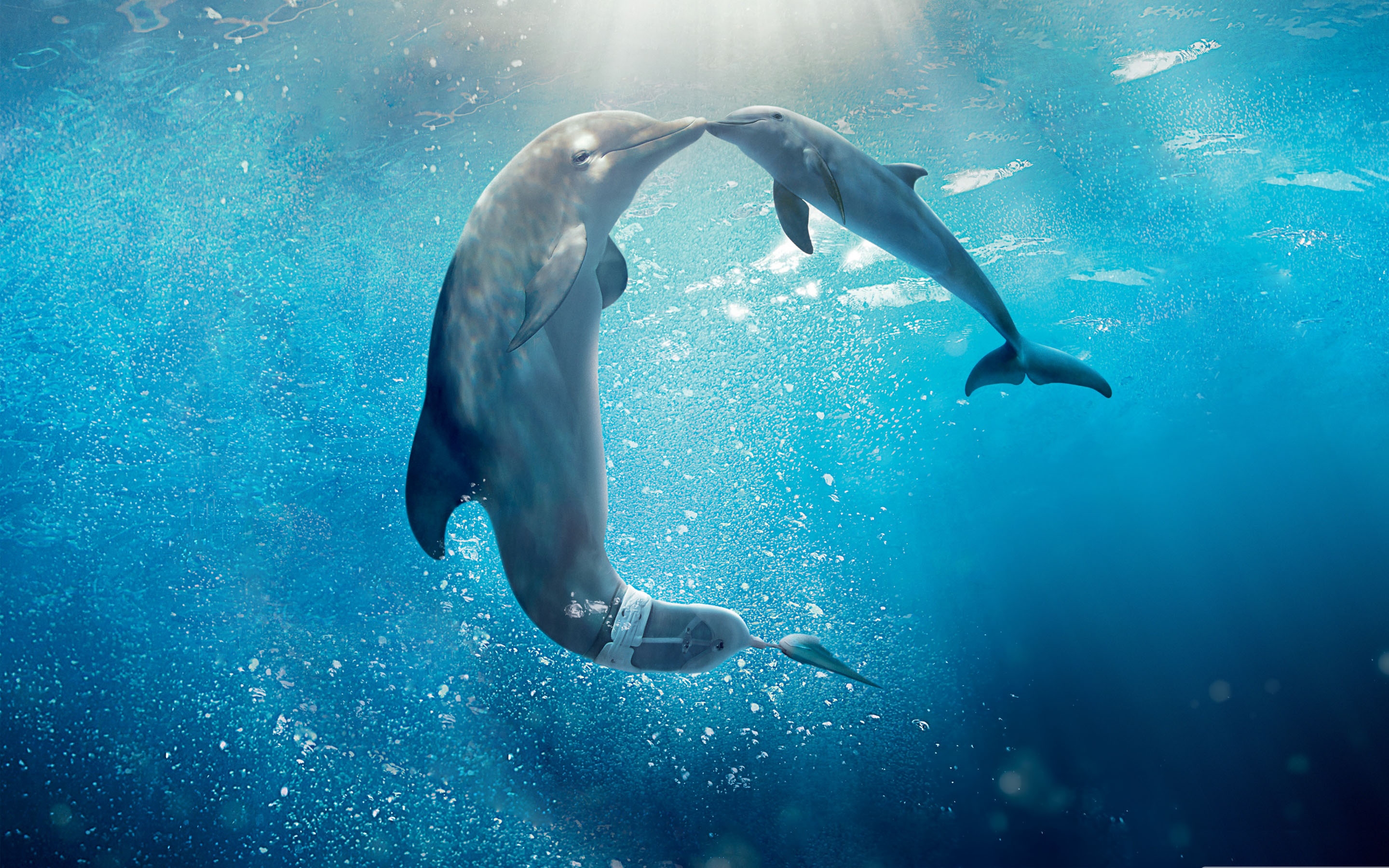 Dolphin Tale Movie MacBook Air Wallpaper Download