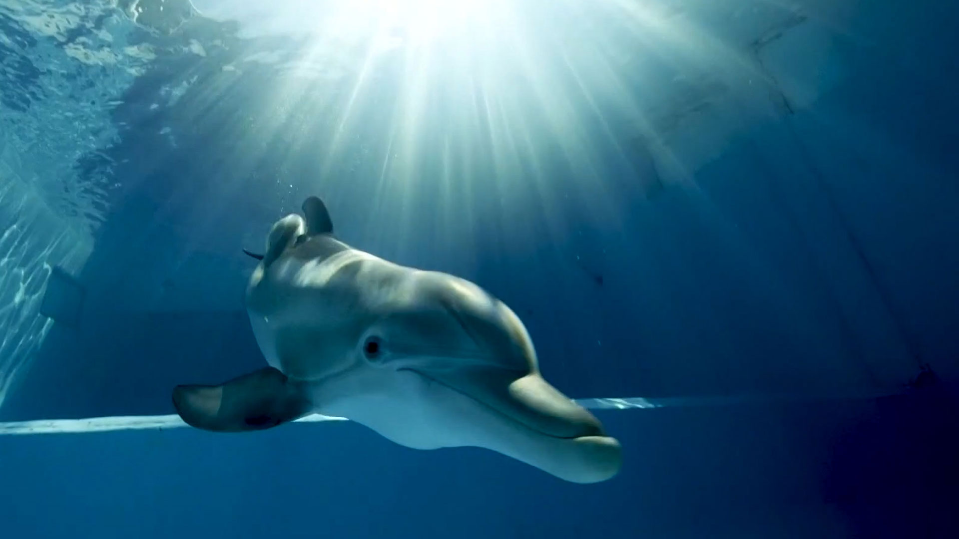 Winter the dolphin, star of 'Dolphin Tale' movies, dies