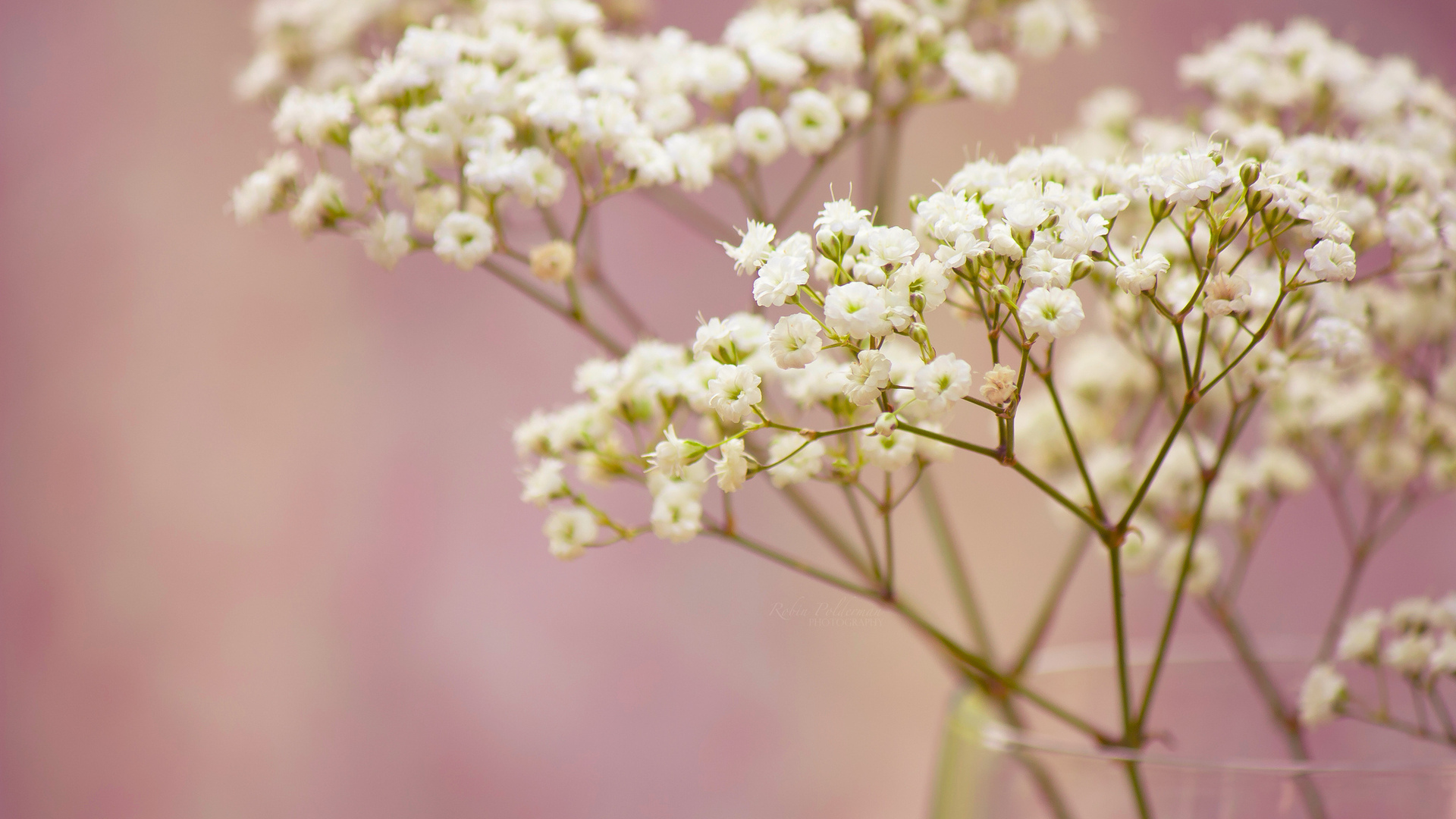 Gypsophila Wallpaper