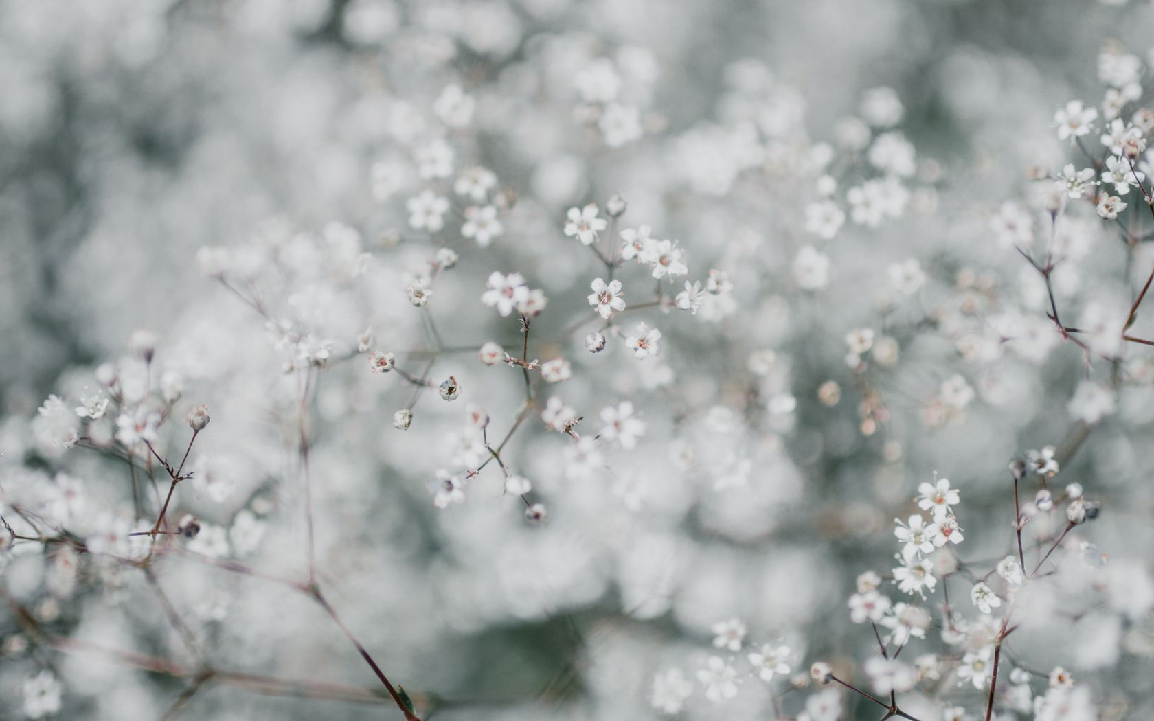 Gypsophila Wallpapers - Wallpaper Cave