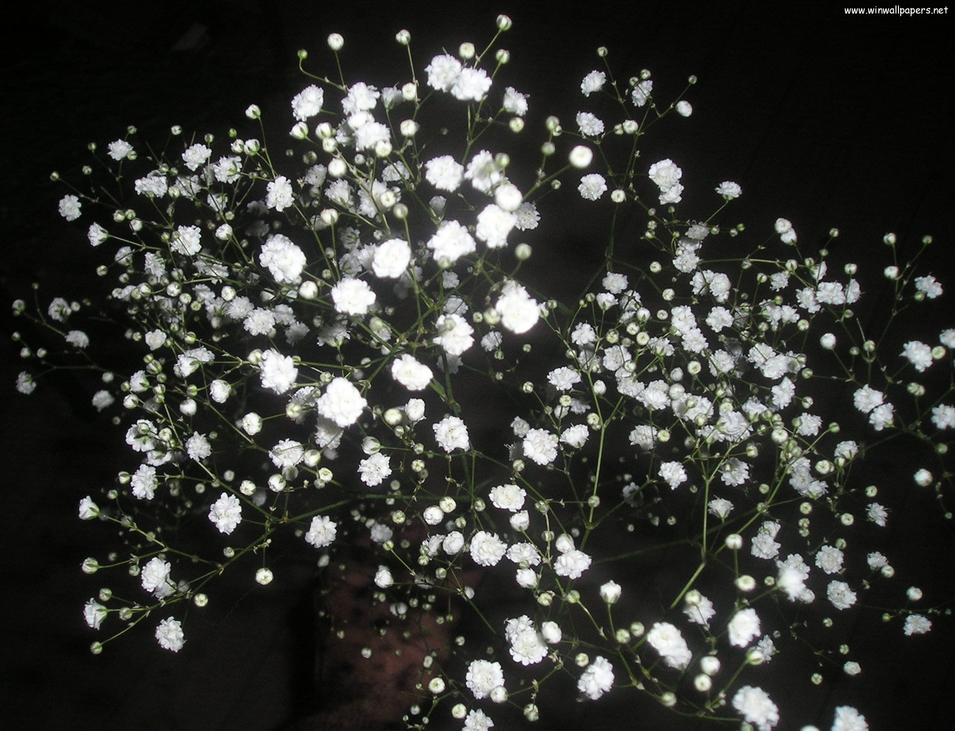 Gypsophila Flower. HD Windows Wallpaper