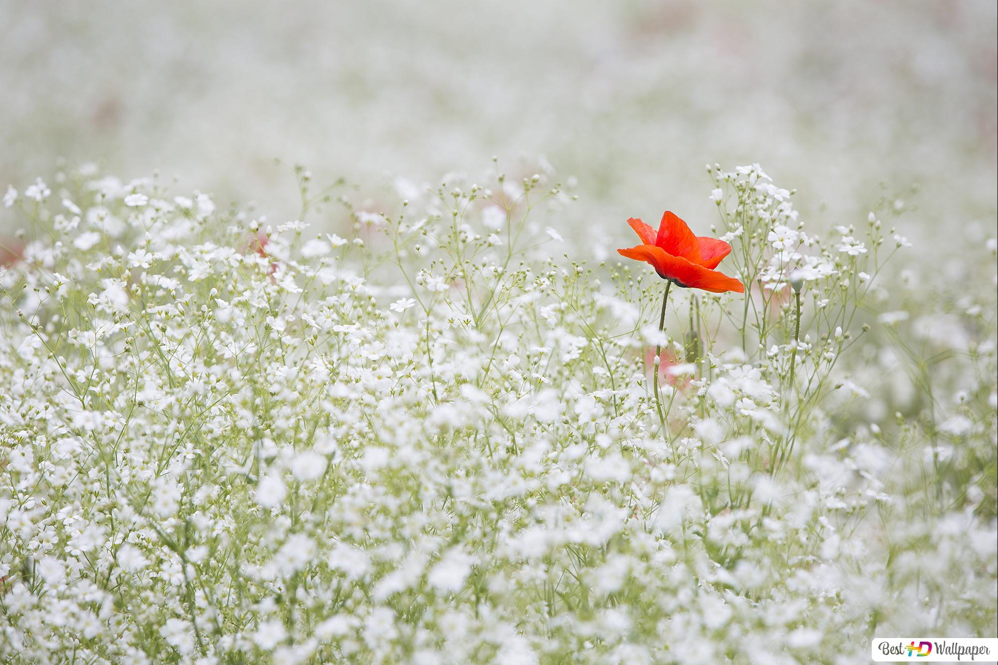 Red Poppy flower standout among white Gypsophila flower field HD wallpaper download