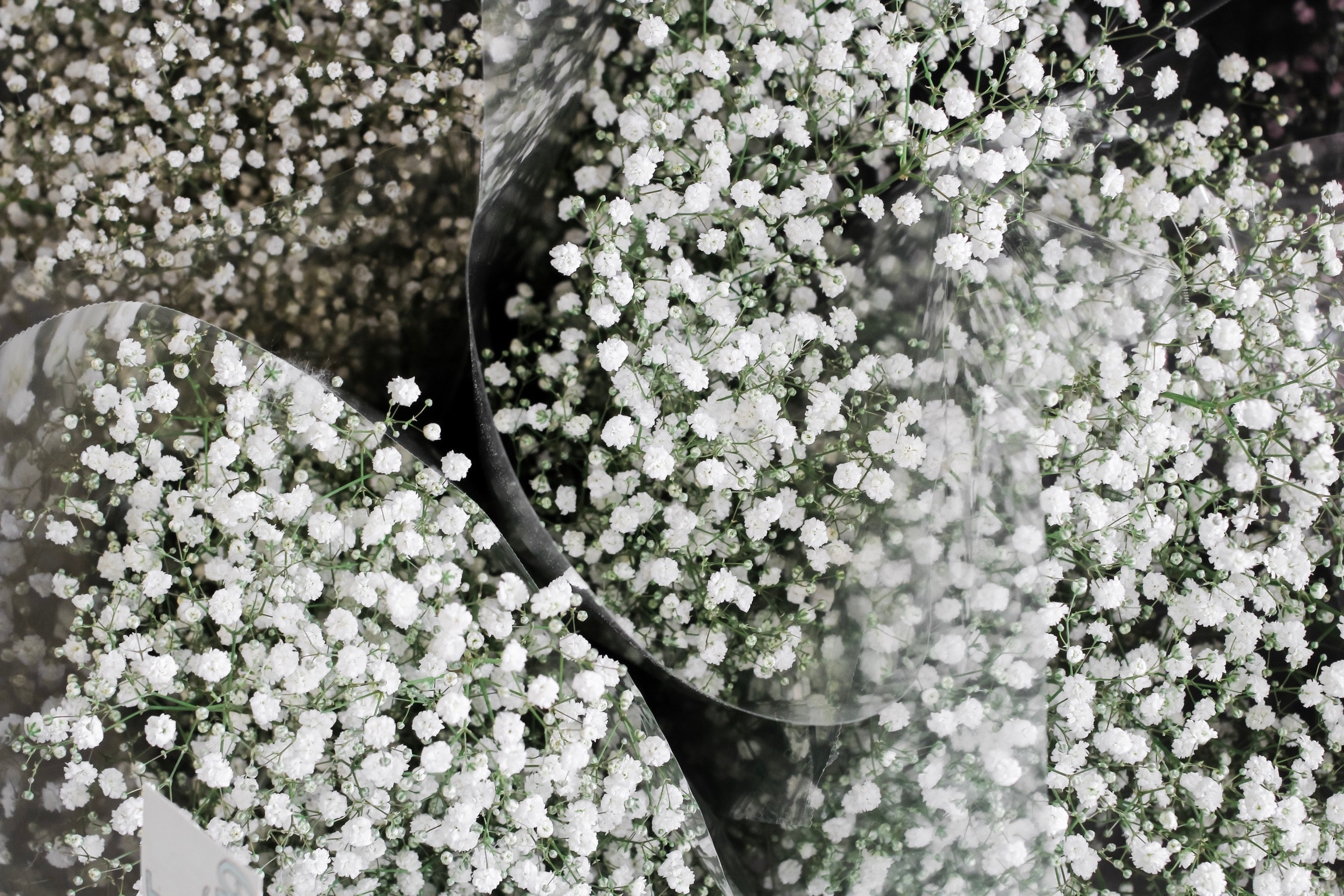 Gypsophila Wallpapers - Wallpaper Cave