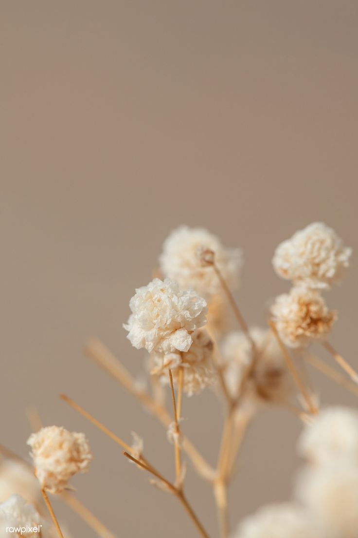 Dried gypsophila flowers macro shot. premium image / Teddy Rawpixel. Flower aesthetic, Floral watercolor background, Gypsophila flower