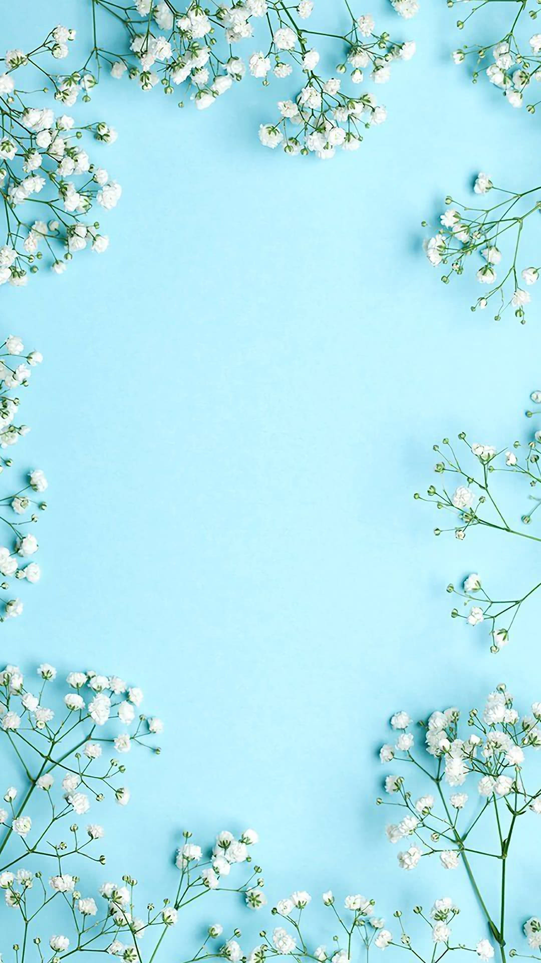 Gypsophila