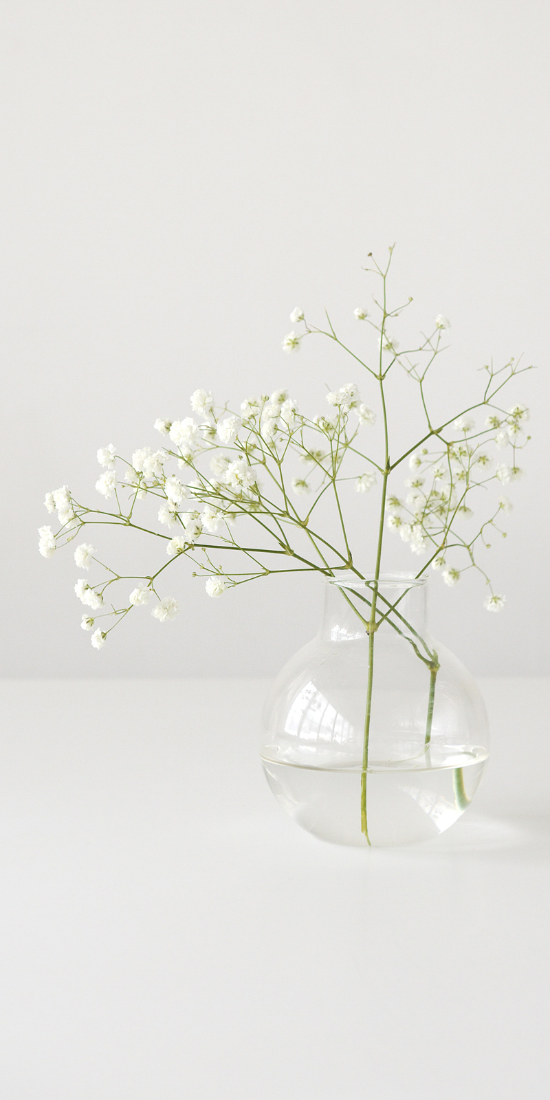 Gypsophila Wallpapers - Wallpaper Cave