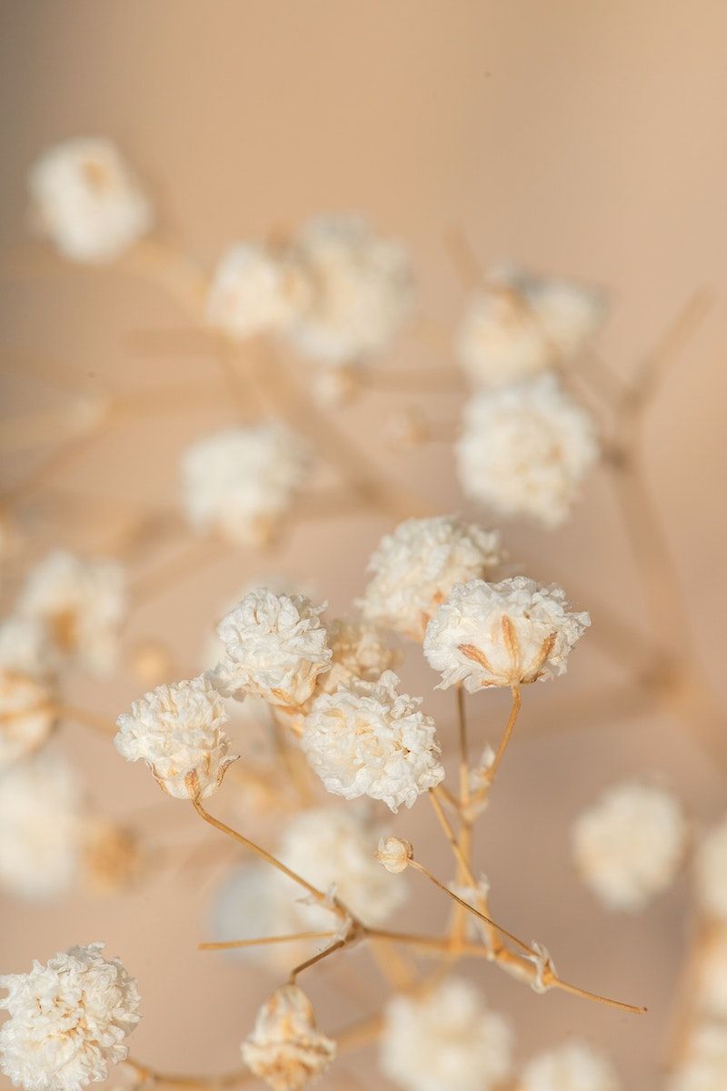 Gypsophila Wallpaper