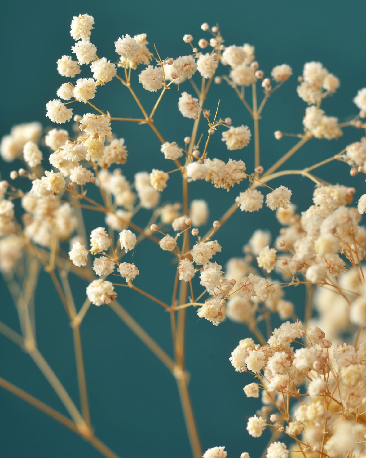 Dried gypsophila. Dark green aesthetic, Fine art photographs, Star wars icons