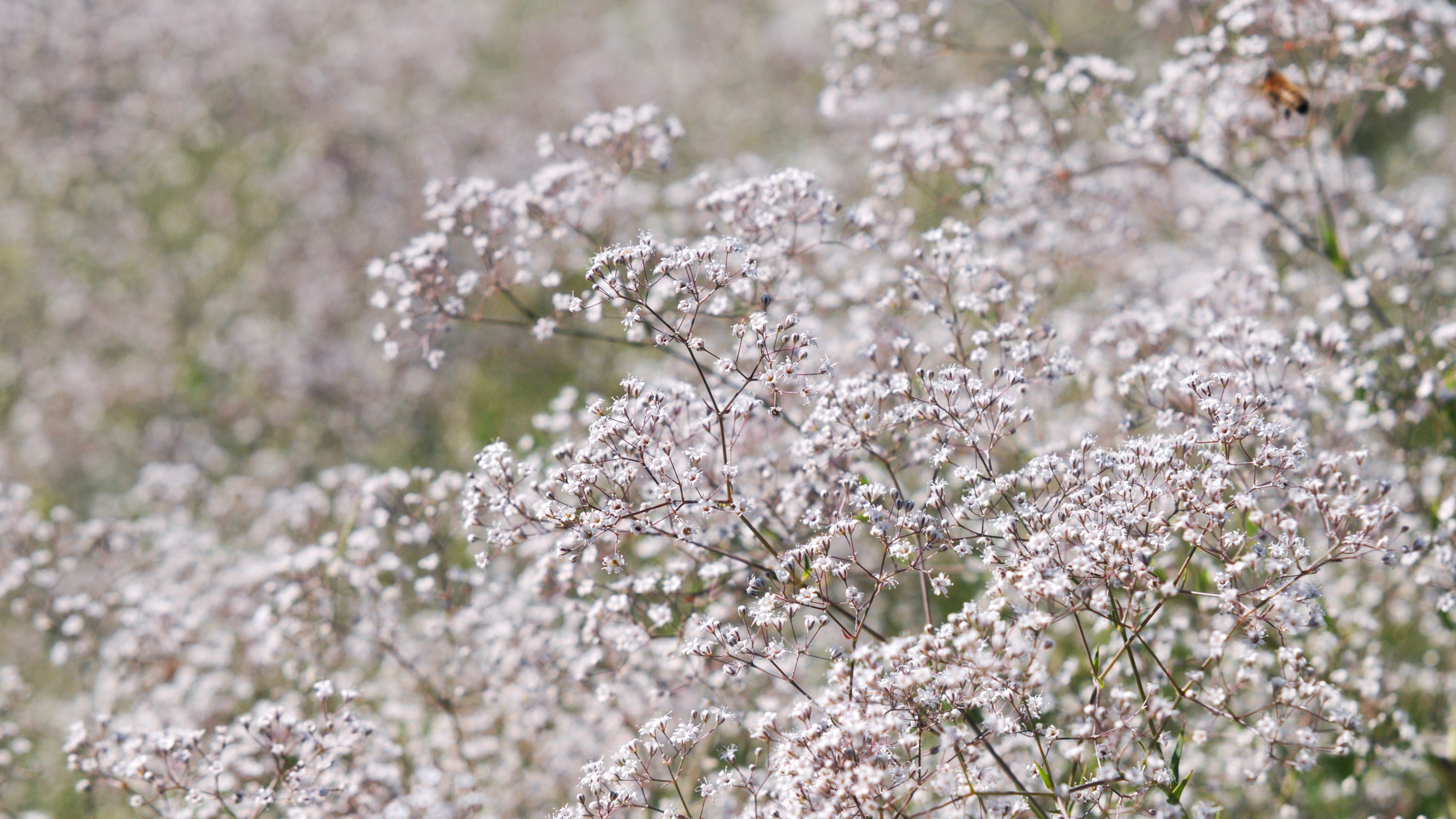 Gypsophila Wallpapers - Wallpaper Cave