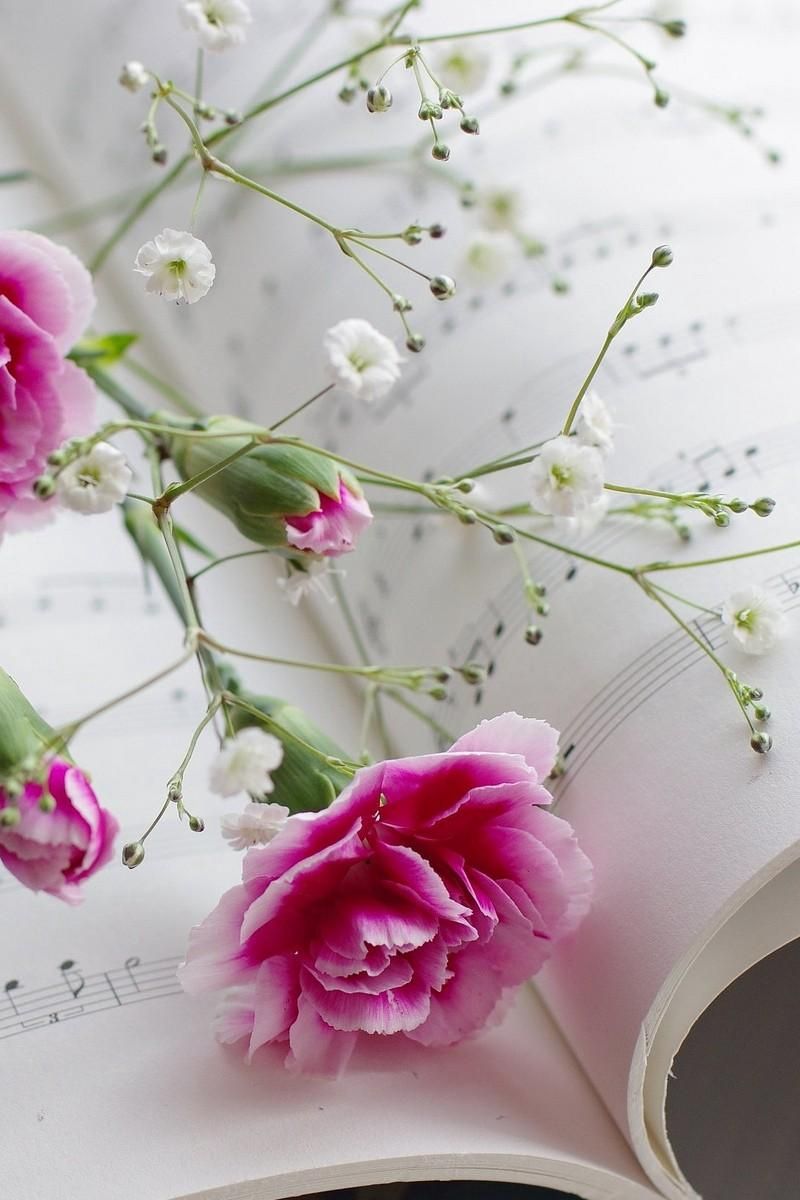 Download Wallpaper 800x1200 Carnations, Gypsophila, Sheet Music, Music Iphone 4s 4 For Parallax HD Background