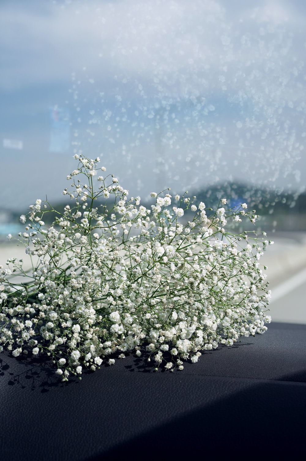 Babys Breath Picture. Download Free Image