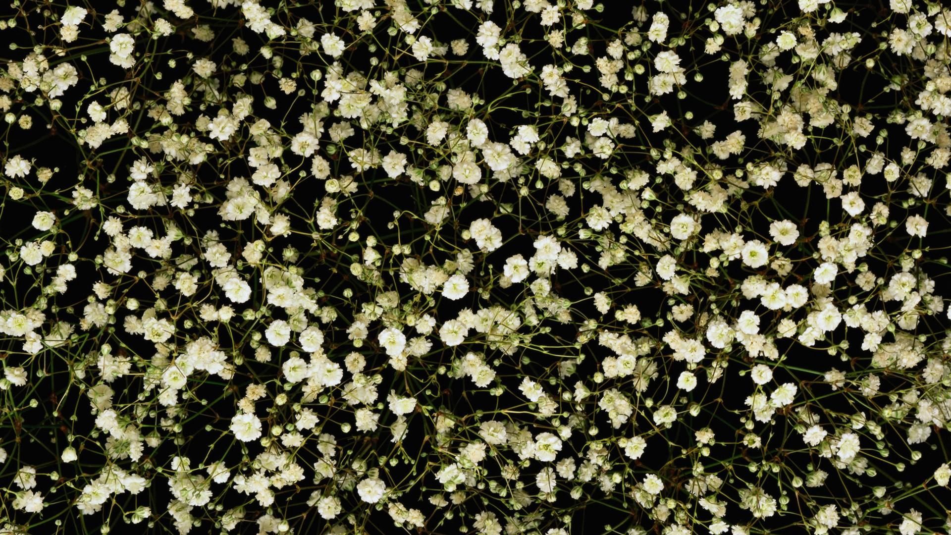 Download wallpaper 1920x1080 gypsophila, white, small, many full hd, hdtv, fhd, 1080p HD background