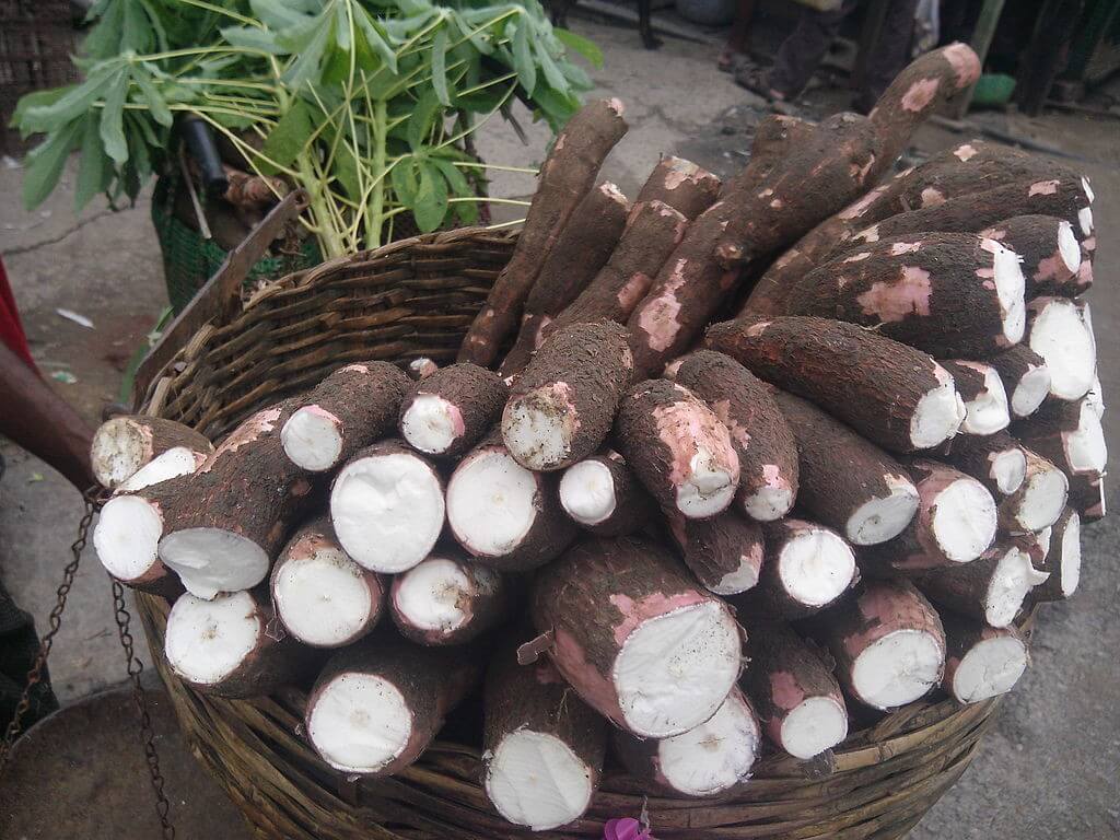 Things You Need to Know About Cassava Flour