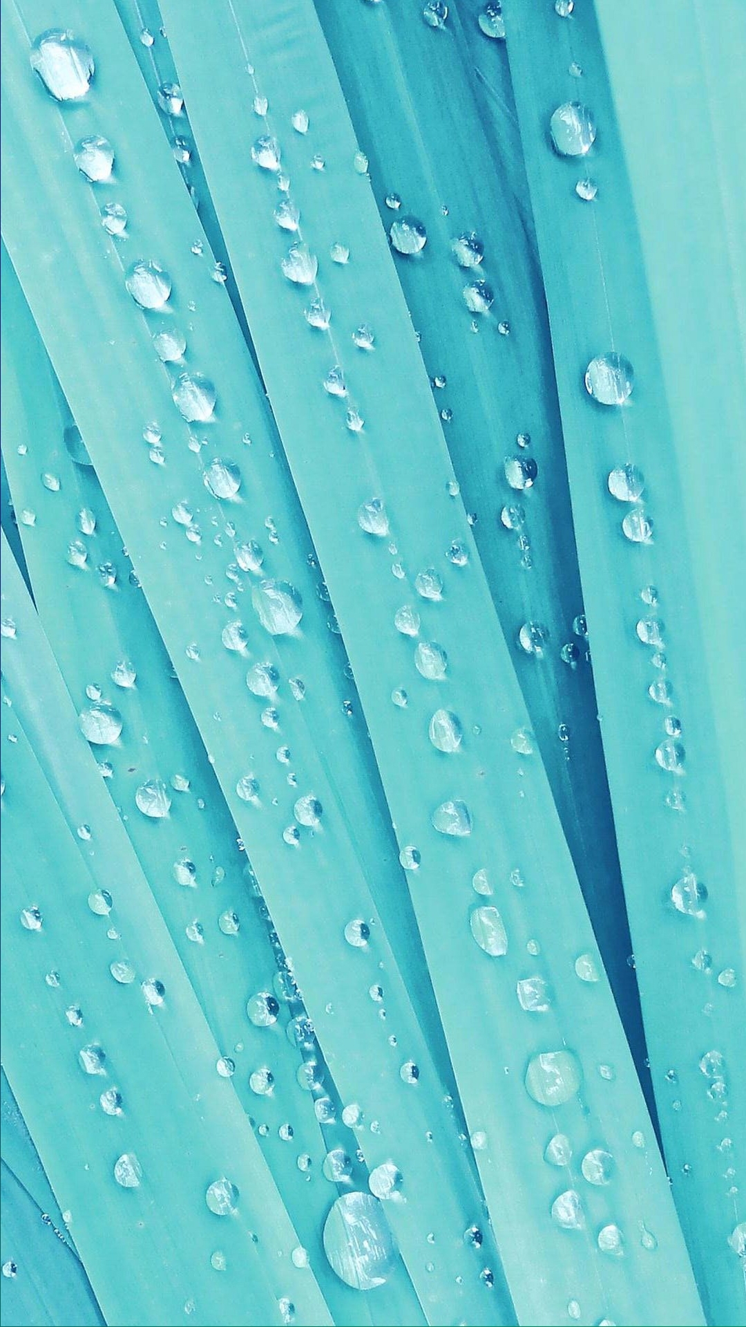Light Blue Wet Leaves wallpaper