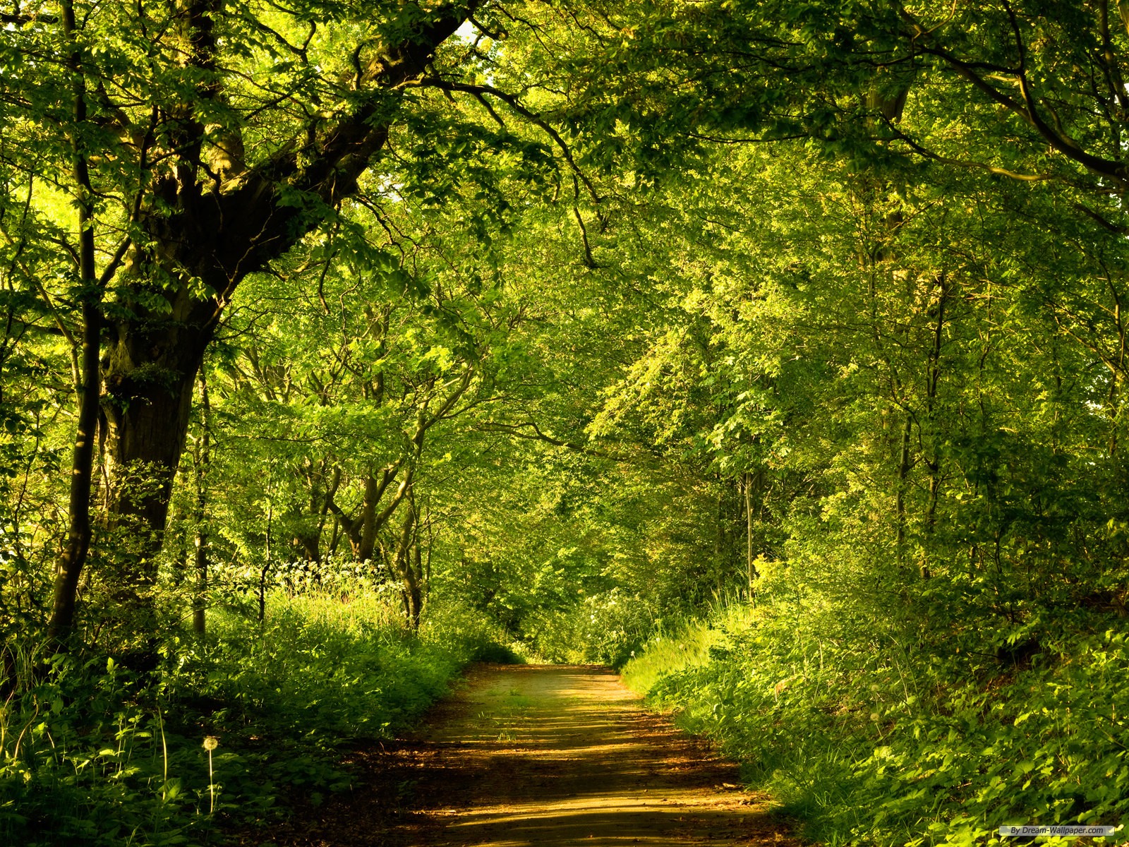 HD Computer Wallpaper 1600X1200