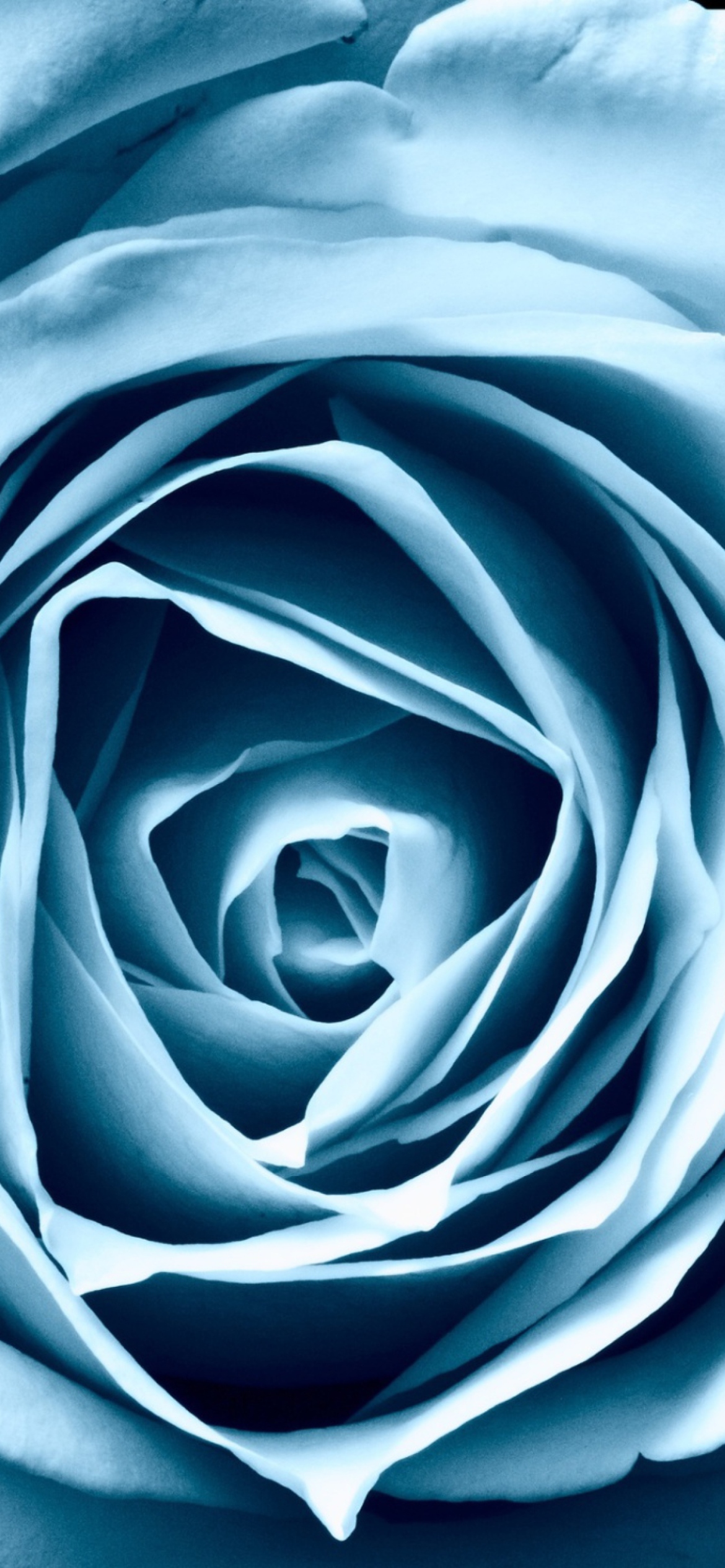 Blue Rose Wallpaper for iPhone 11