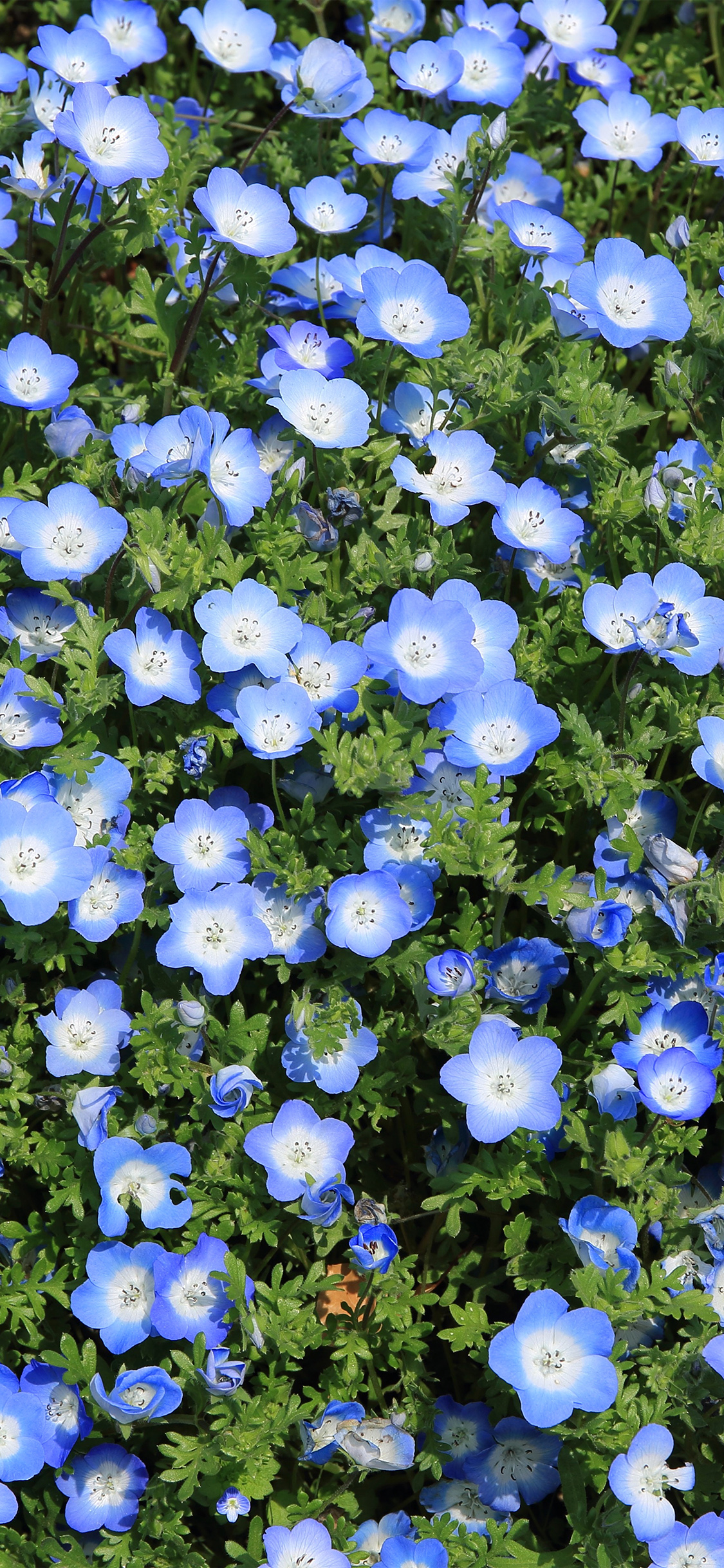 iPhone X wallpaper. flower spring blue nature