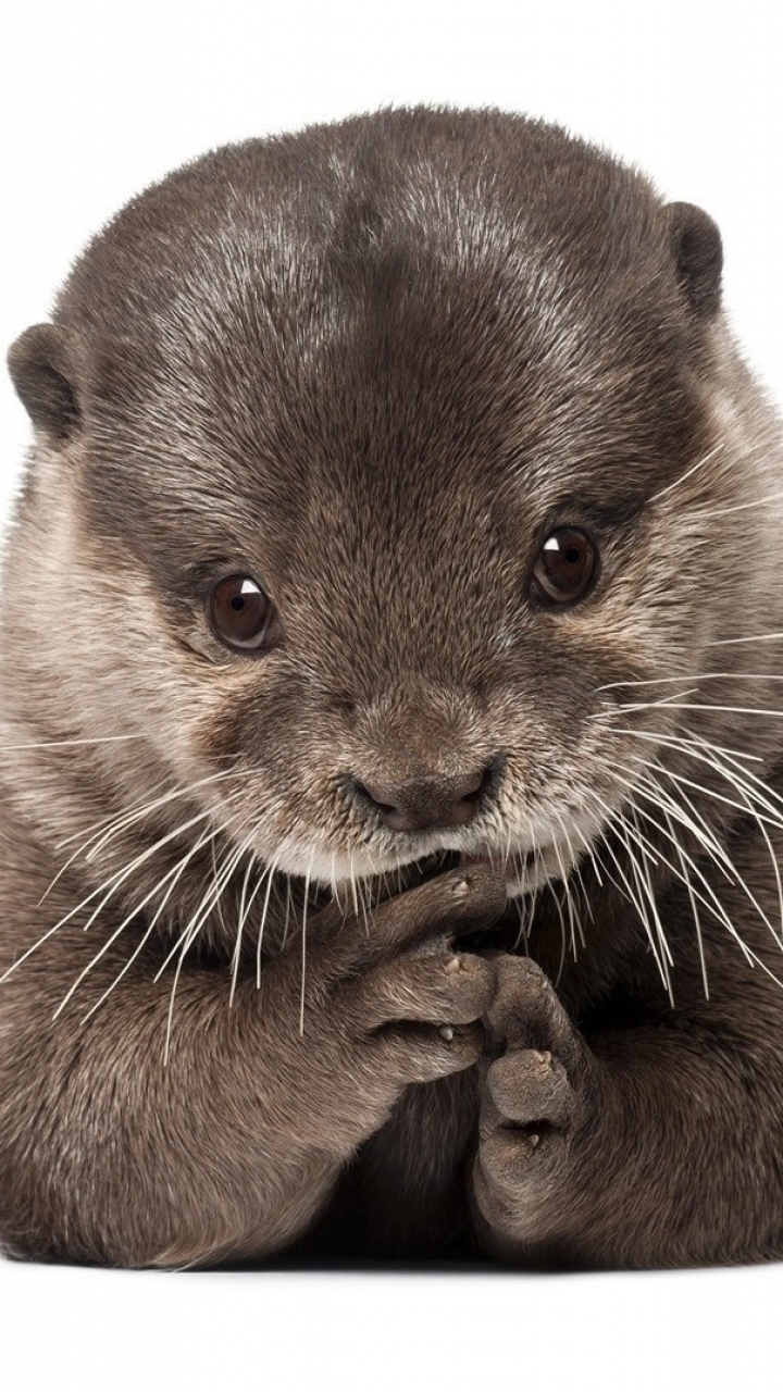 Animal Otter