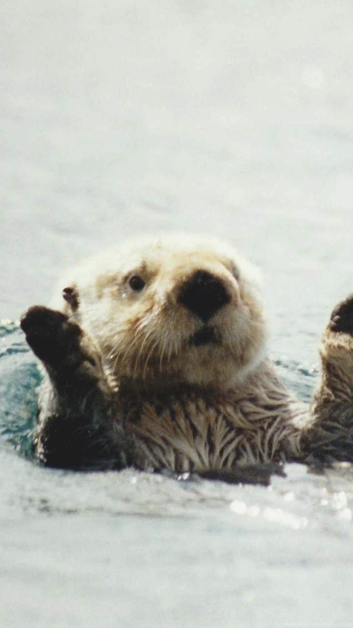 Otter Phone Wallpapers Wallpaper Cave
