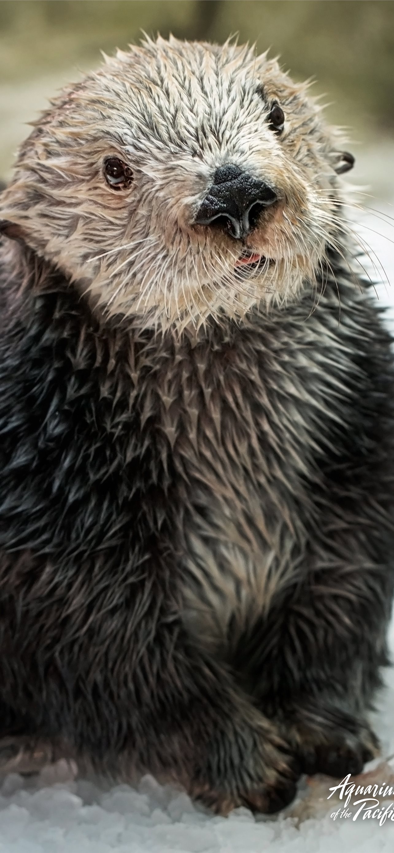 Best Otters iPhone HD Wallpaper