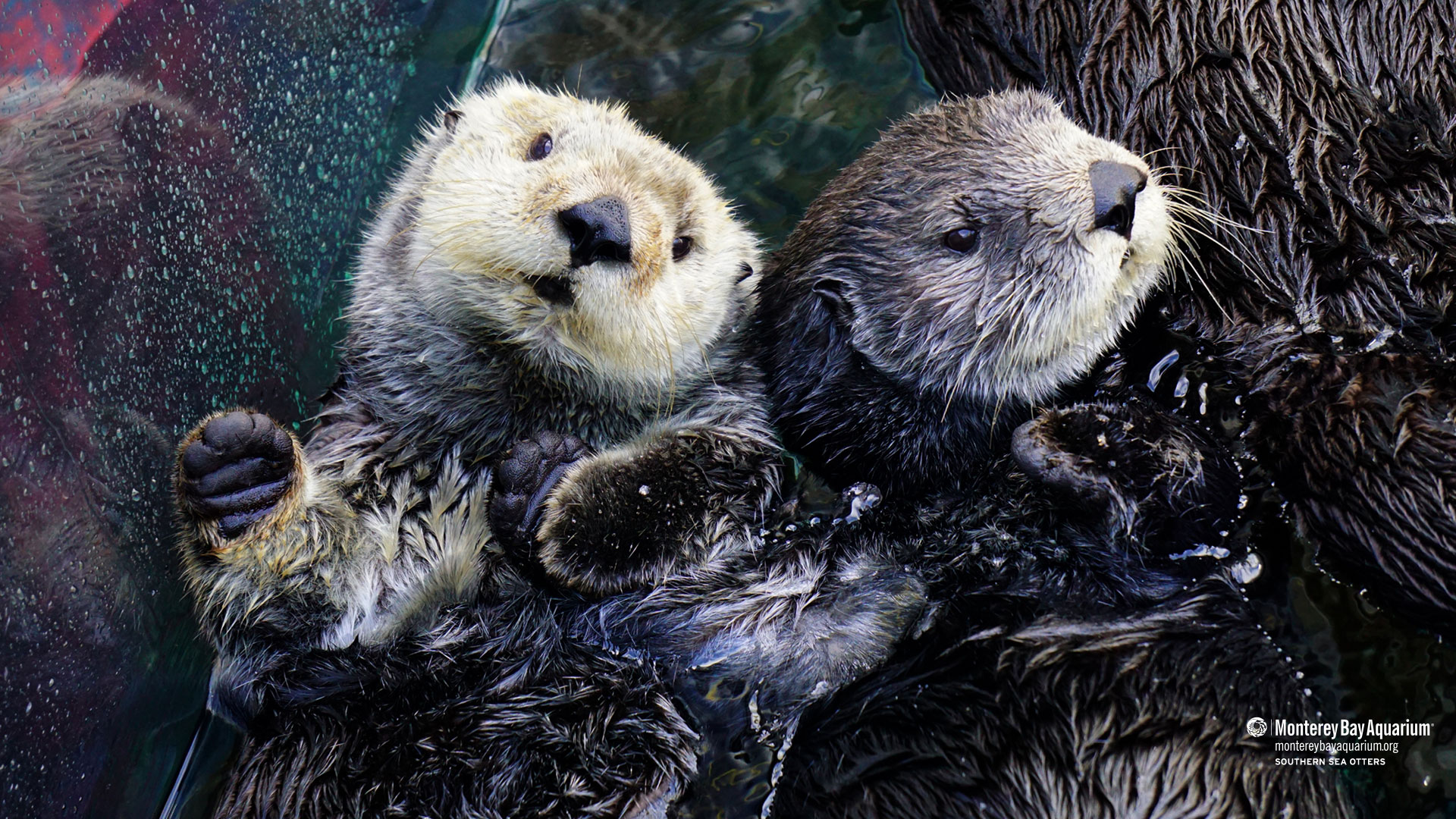 Southern sea otters. Wallpaper