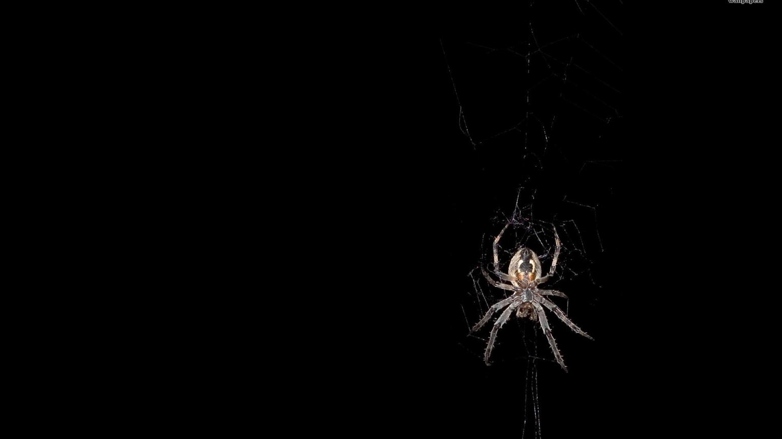 Free download know all of you like to watch spiders on television but not real [1920x1200] for your Desktop, Mobile & Tablet. Explore Spider Web Background. Spider Web Wallpaper