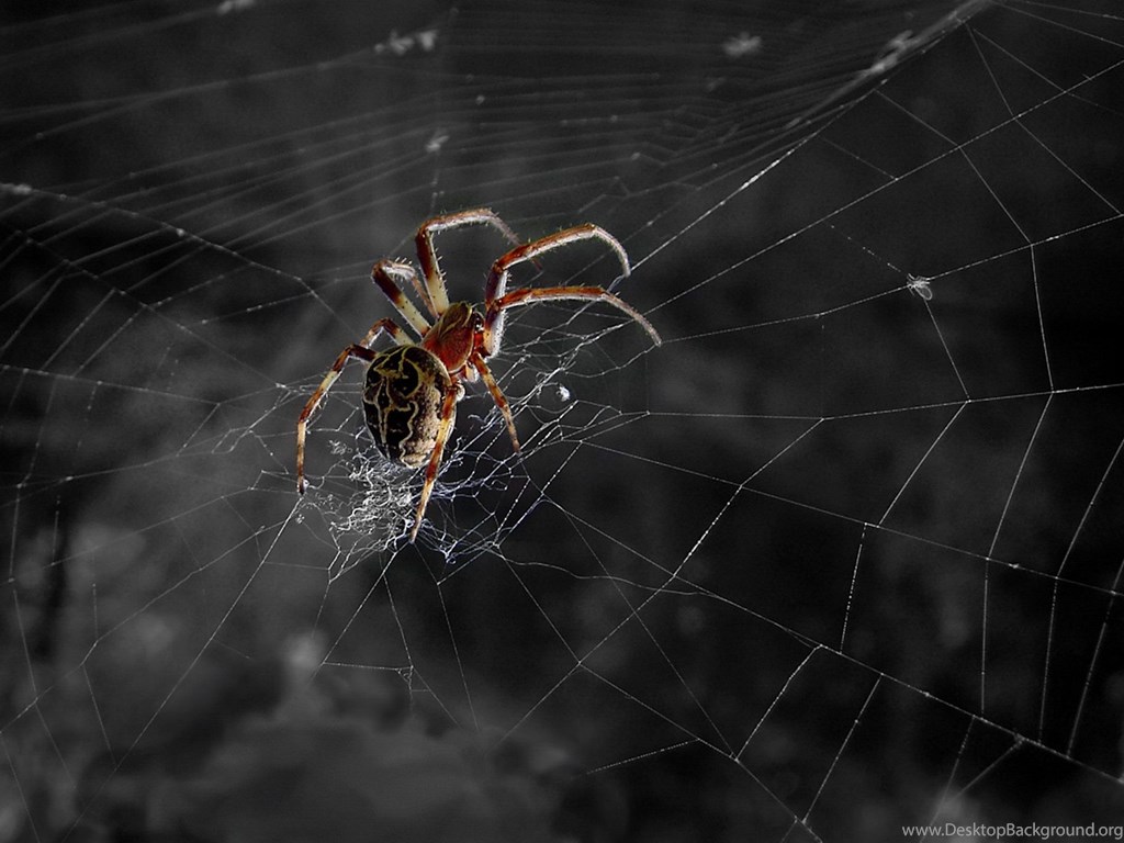 Spider Computer Wallpaper, Desktop Background Desktop Background