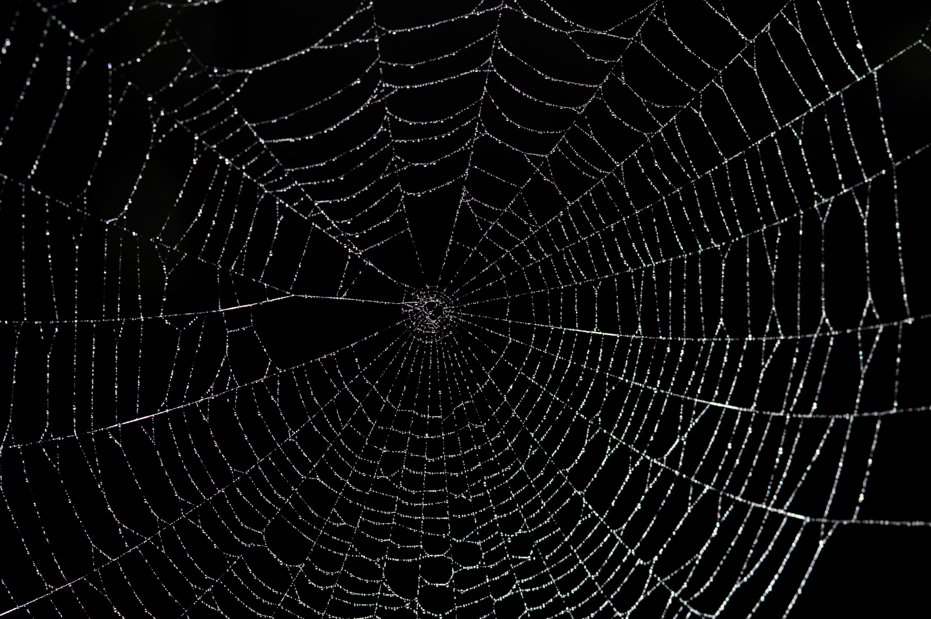 Spider Web Background
