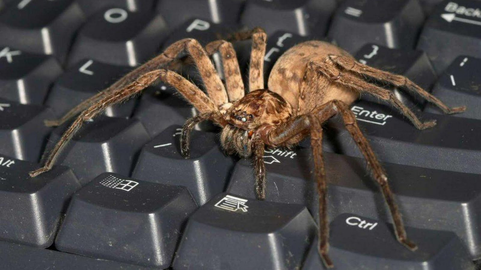 Free download Best top desktop spider wallpaper HD spider picture image photo [1600x1000] for your Desktop, Mobile & Tablet. Explore Scary Spider Wallpaper. Desktop Halloween Scary Wallpaper, HD Spider