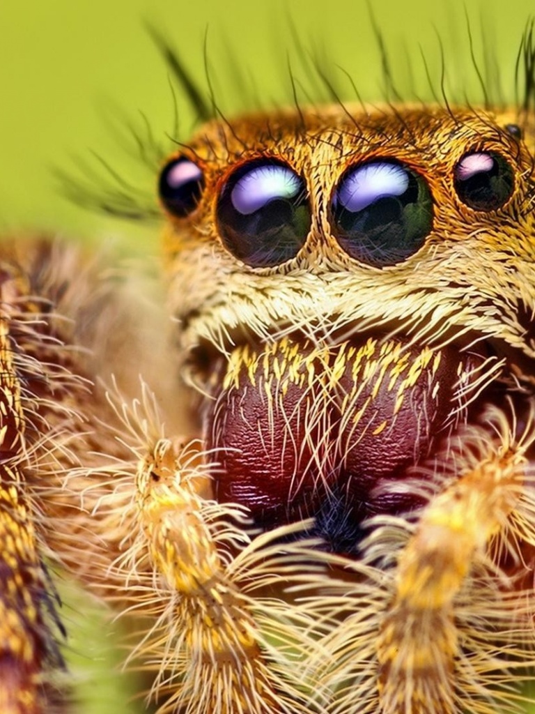 Jumping Spider iPad mini wallpaper