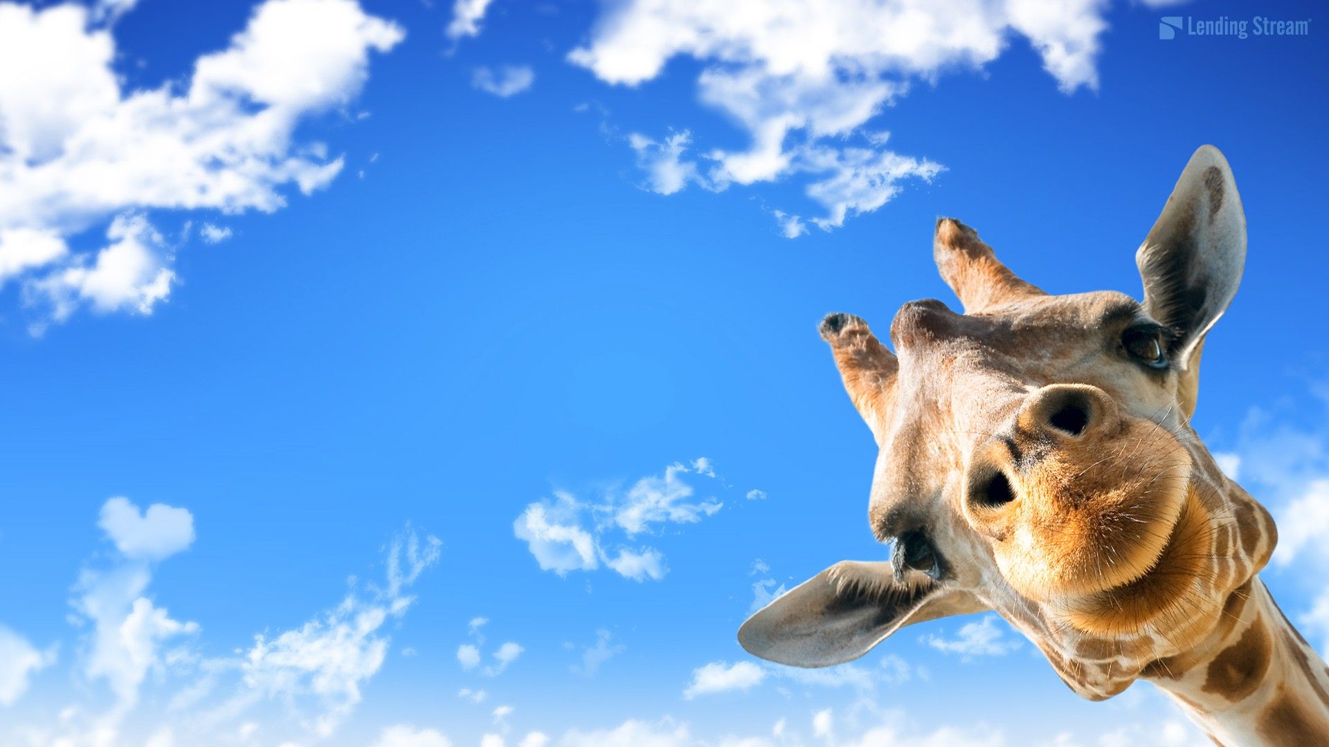 Cute Giraffe Mac Wallpaper Live Wallpaper HD. Giraffe picture, Funny giraffe picture, Giraffe