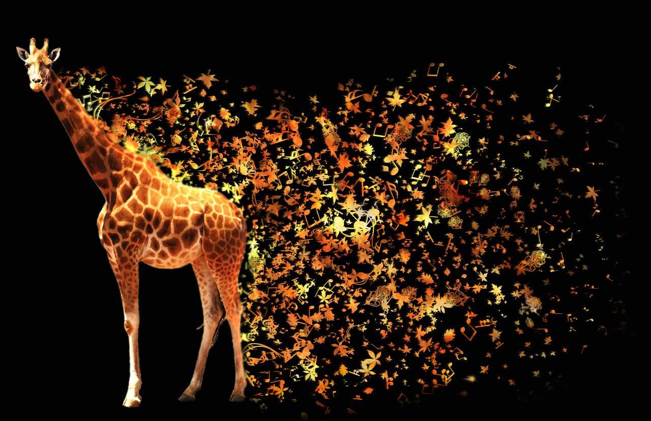 Young Giraffe HD desktop wallpaper, High Definition, Fullscreen 1920×1080 Giraffe Picture Wallpaper (51 Wallpaper). African giraffe, Giraffe, Giraffe picture