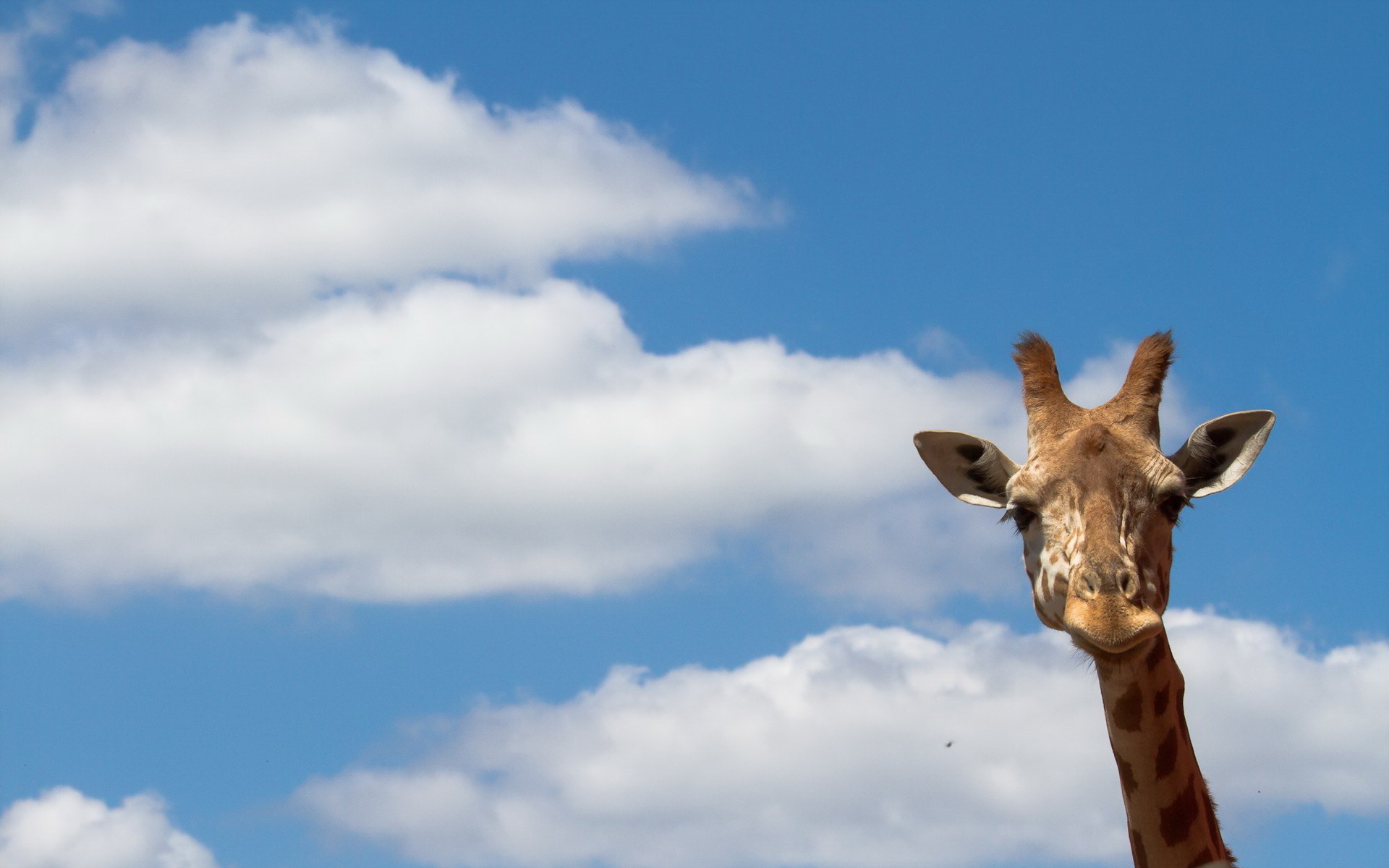 Free download Pics Photo Giraffe Desktop Wallpaper [1920x1200] for your Desktop, Mobile & Tablet. Explore Giraffe Desktop Background. Giraffe Wallpaper, Cute Giraffe Wallpaper, HD Giraffe Wallpaper