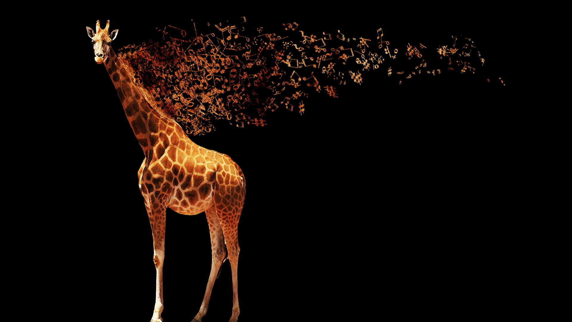 Free Download Giraffe Wallpaper Id Jungle Wallpaper & Background Download