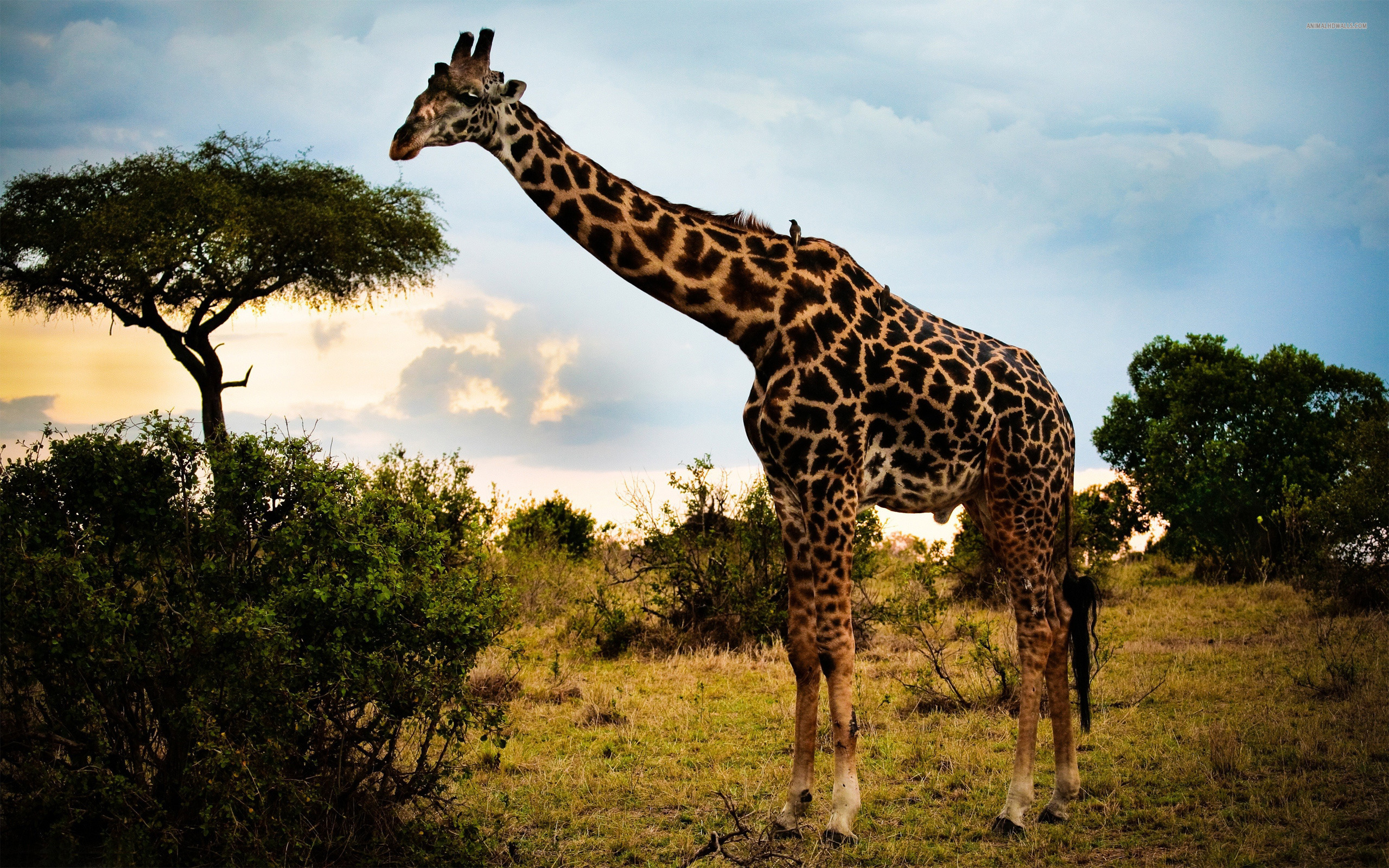 Giraffe HD Wallpaper