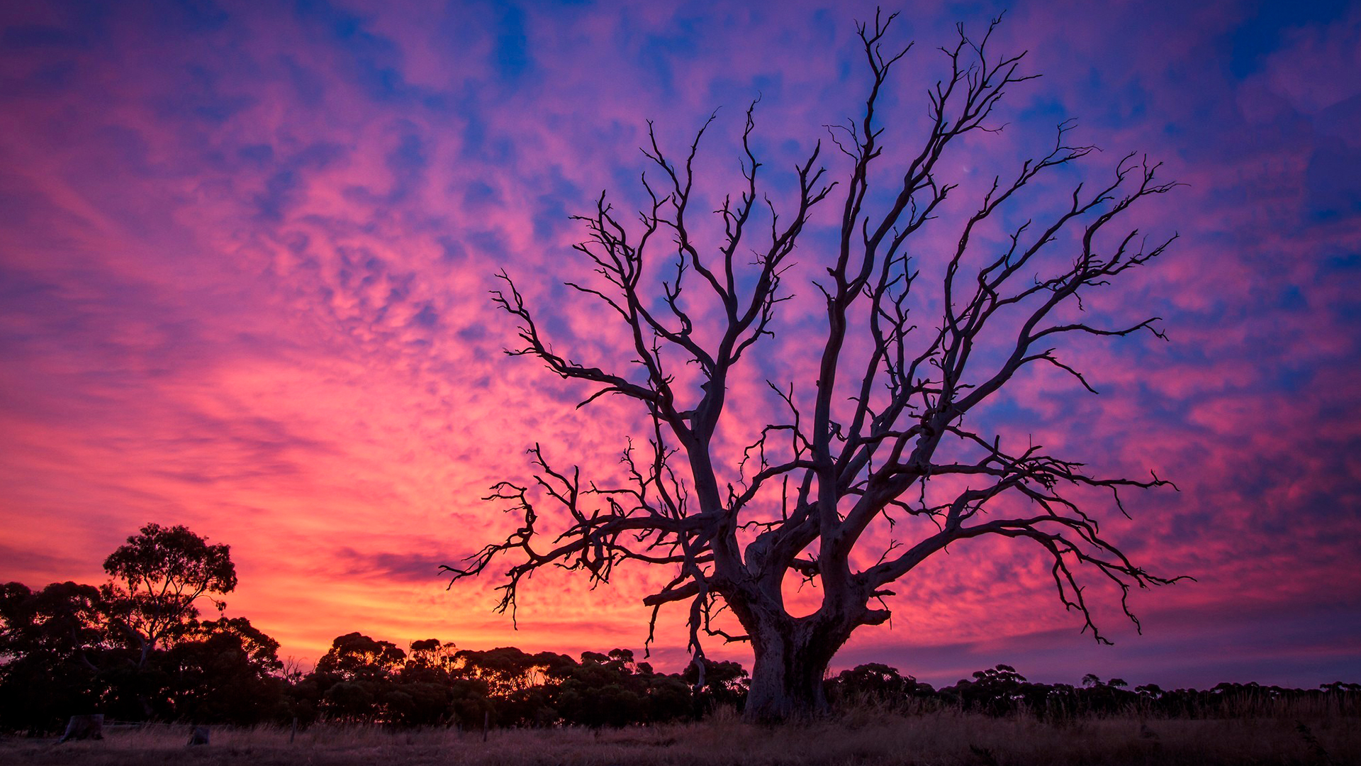 Pink Sky and Tree Desktop Wallpaper