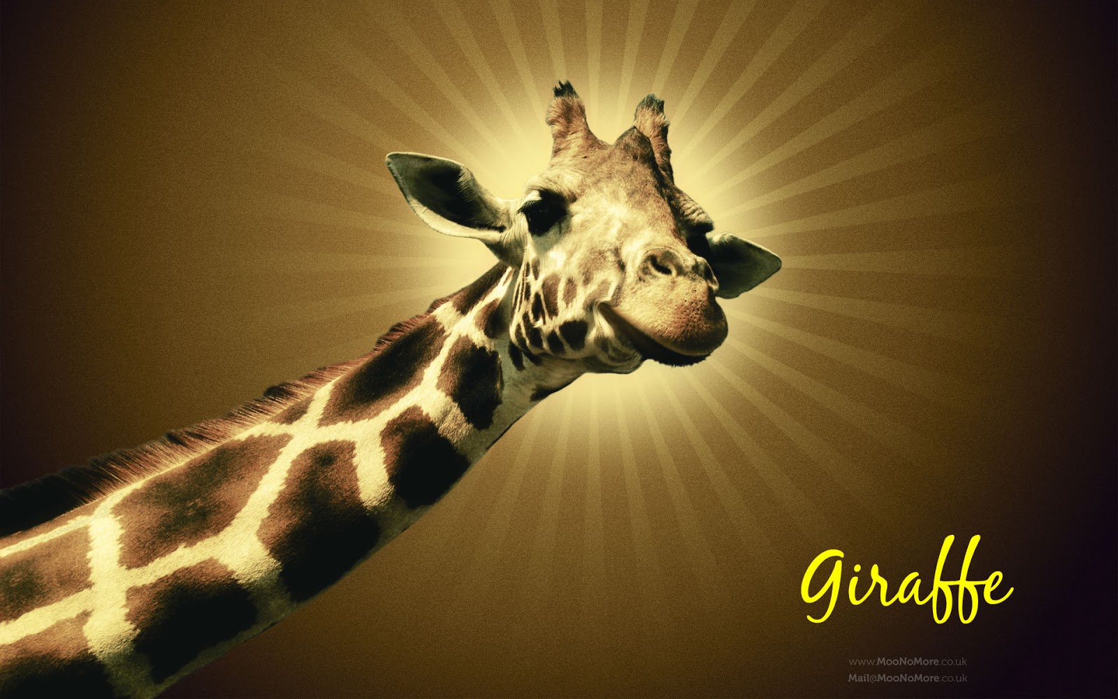 Giraffe HD wallpaper. Movies Songs Lyrics