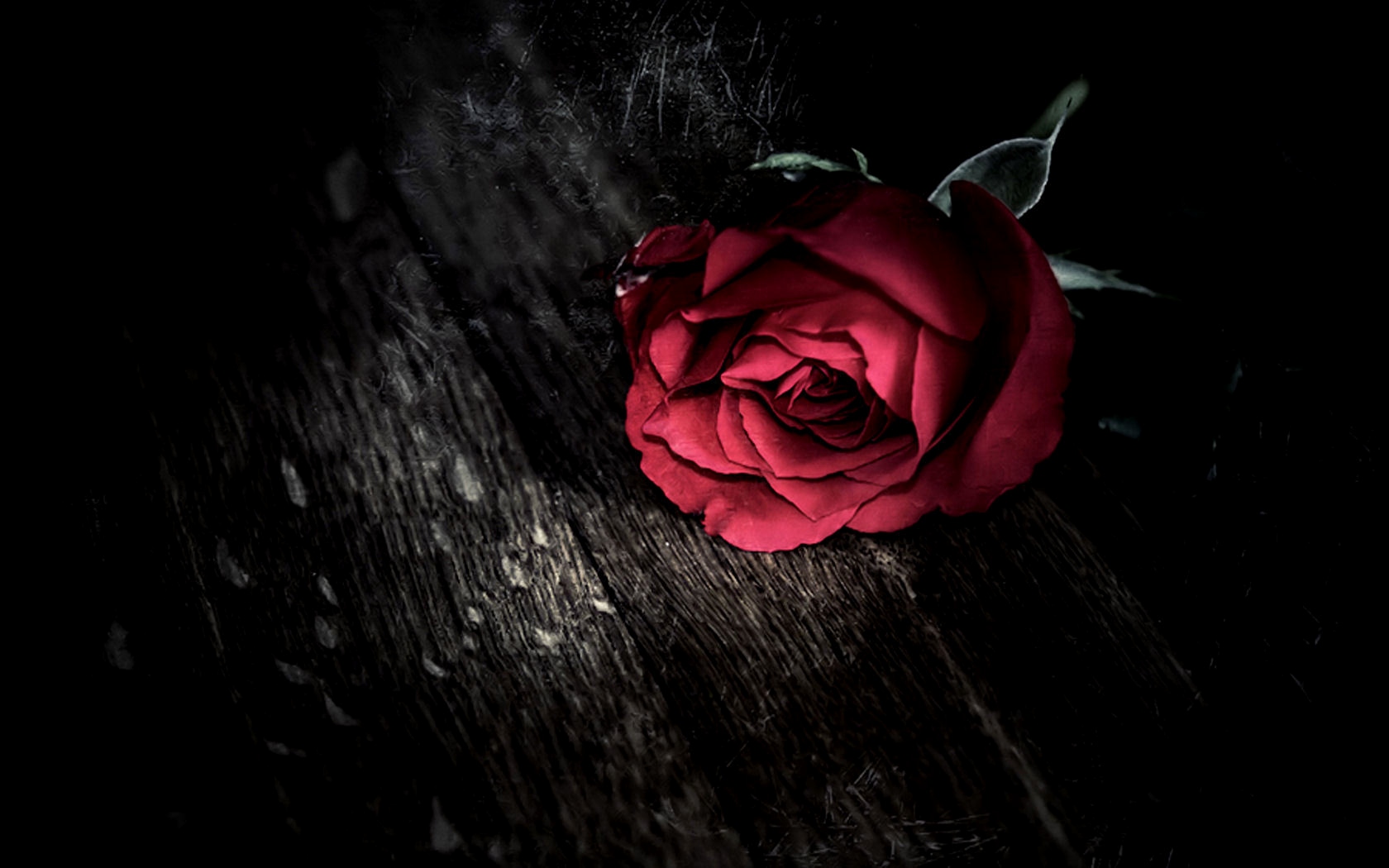 Dark Gothic Holidays Valentine S Day Roses Mood Wallpaper Wallpaper Of Roses HD Wallpaper