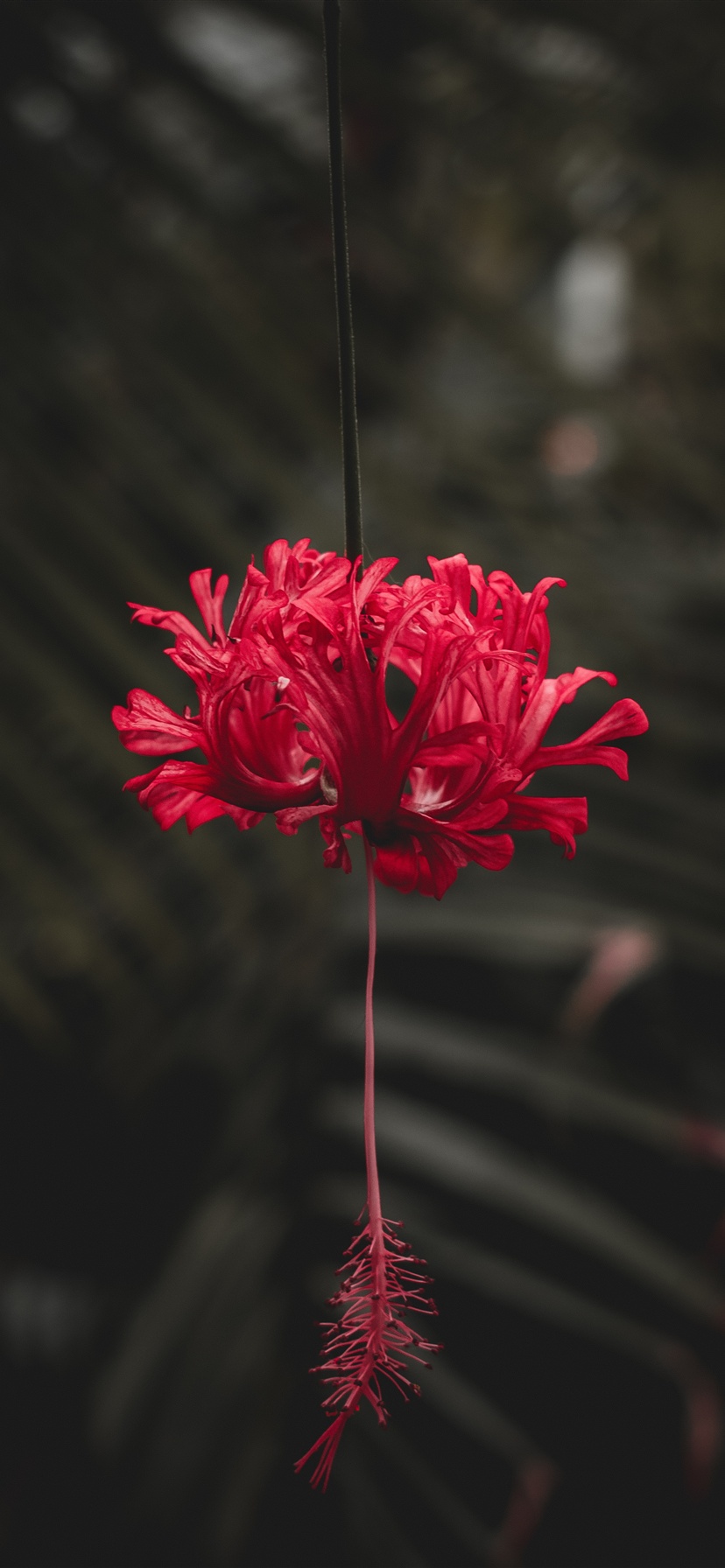 Red hibiscus flower iPhone XS Max, X 3GS wallpaper download