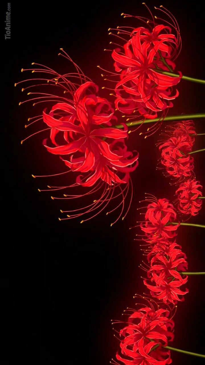Spider Lily Wallpaper Wallpaper Full HD