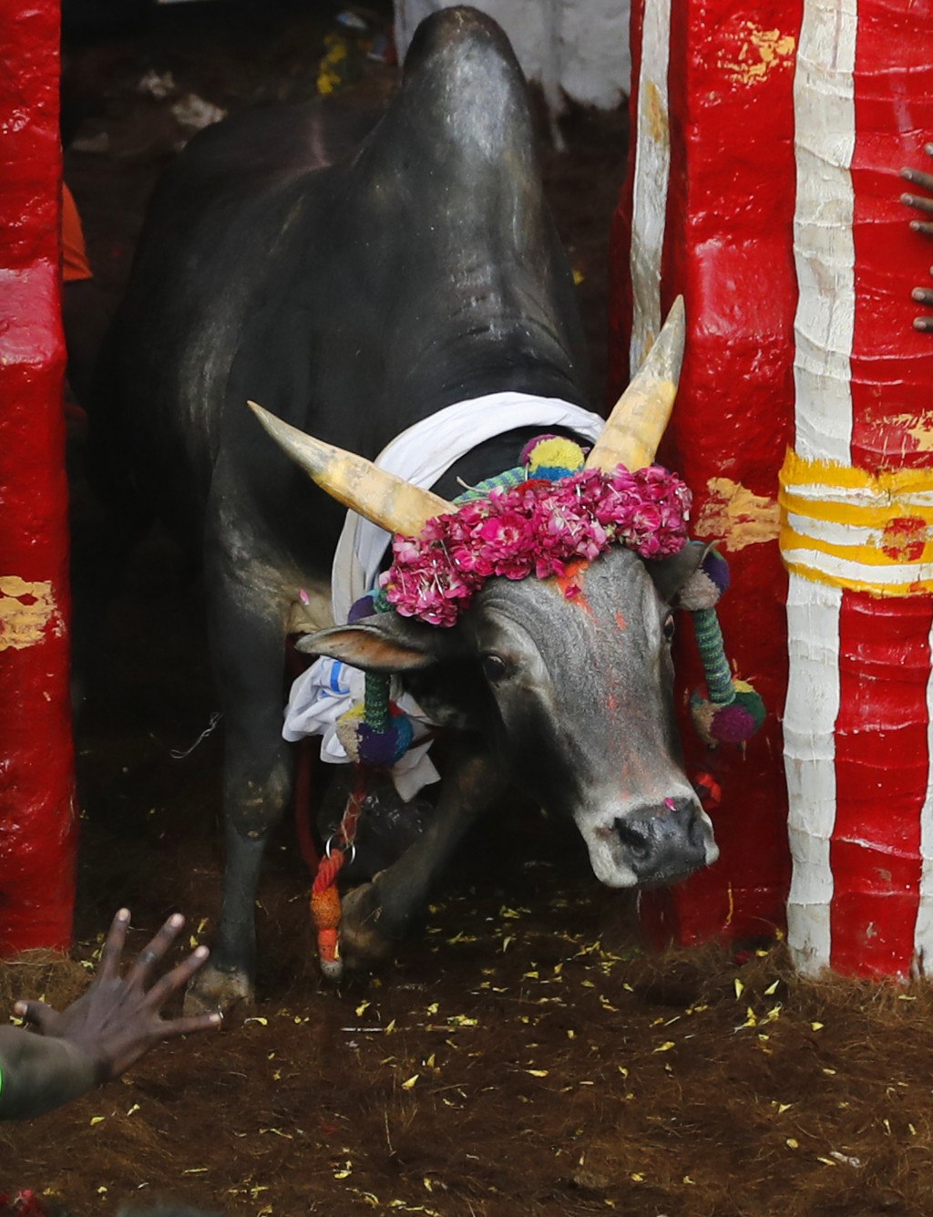 AP Photo: Celebrating South India's Bull Taming Festivals. Taiwan News 01 18 17:37:19