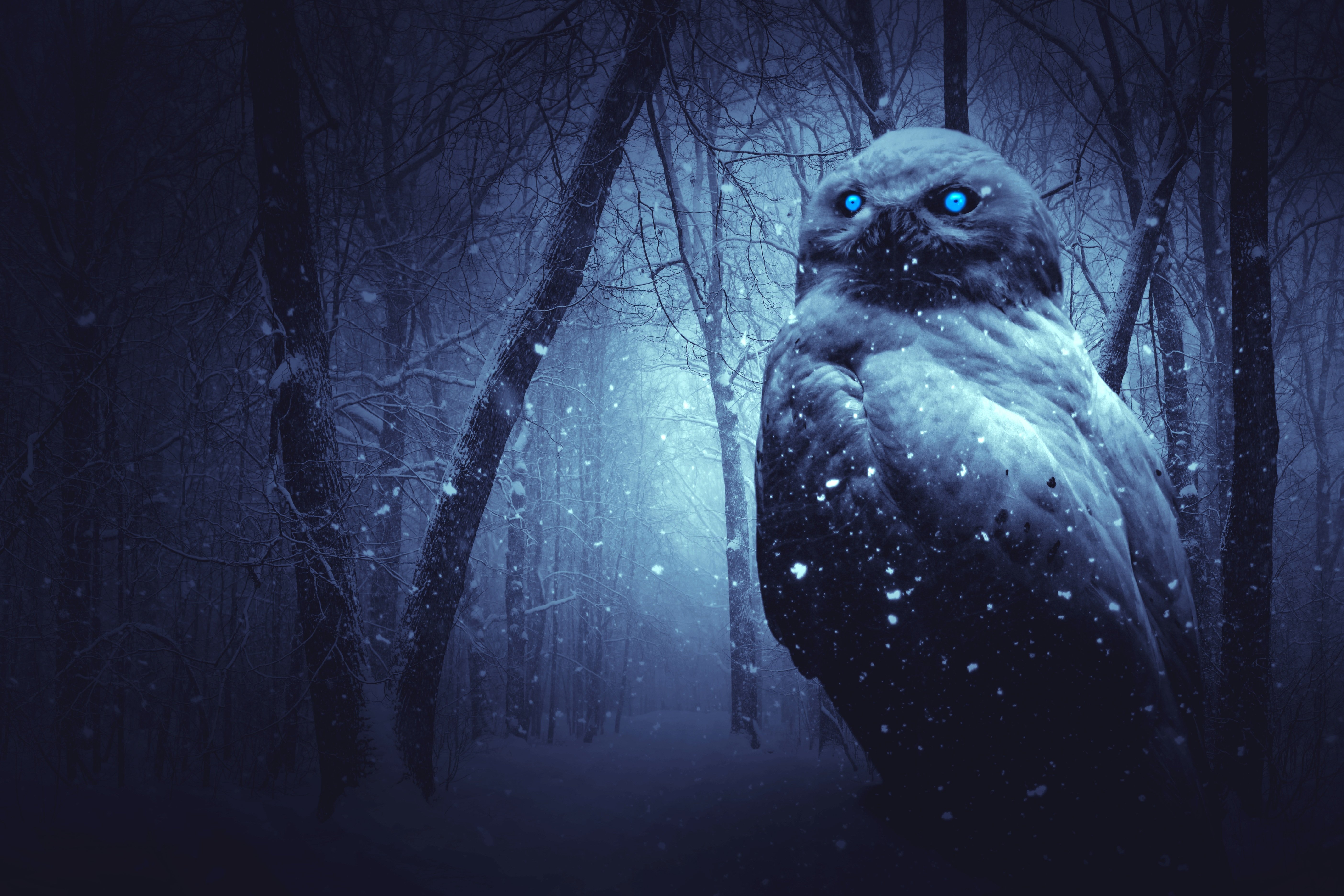 Owl in a Dark Winter Forest 4k Ultra HD Wallpaper