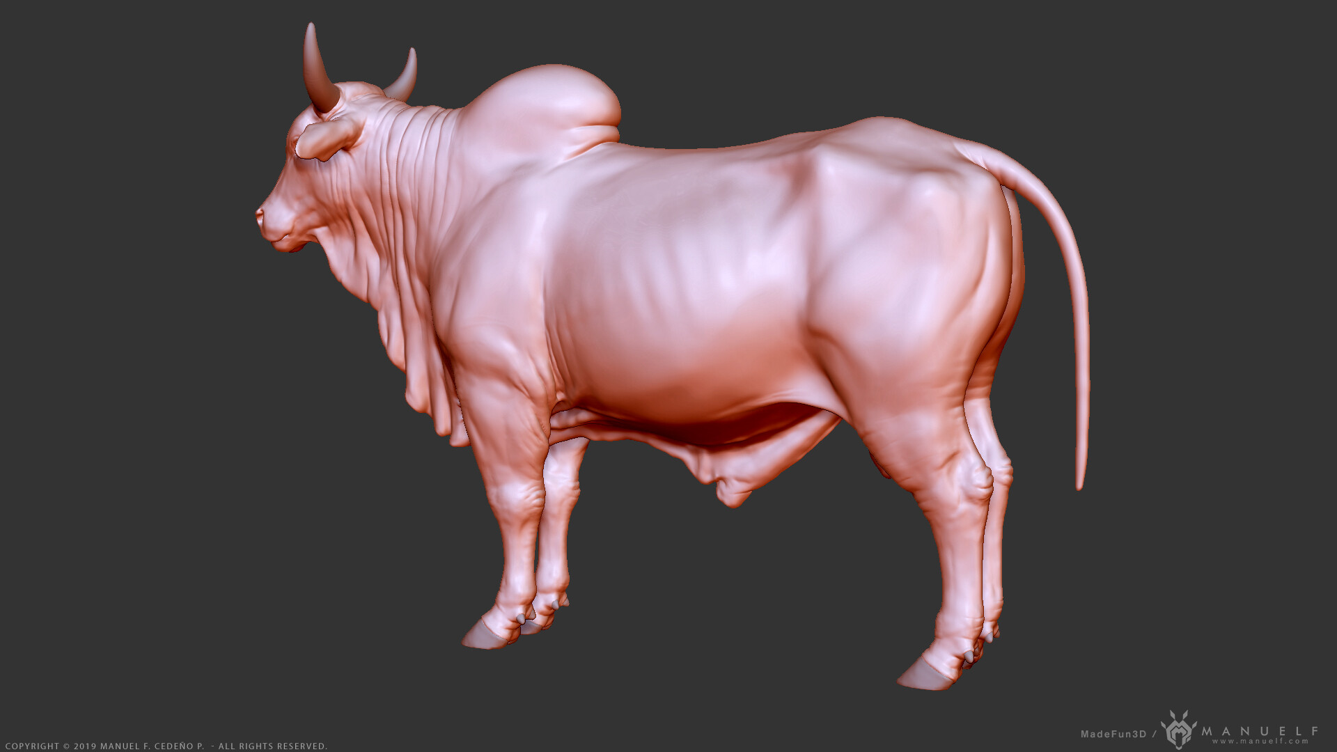 Zebu Bull