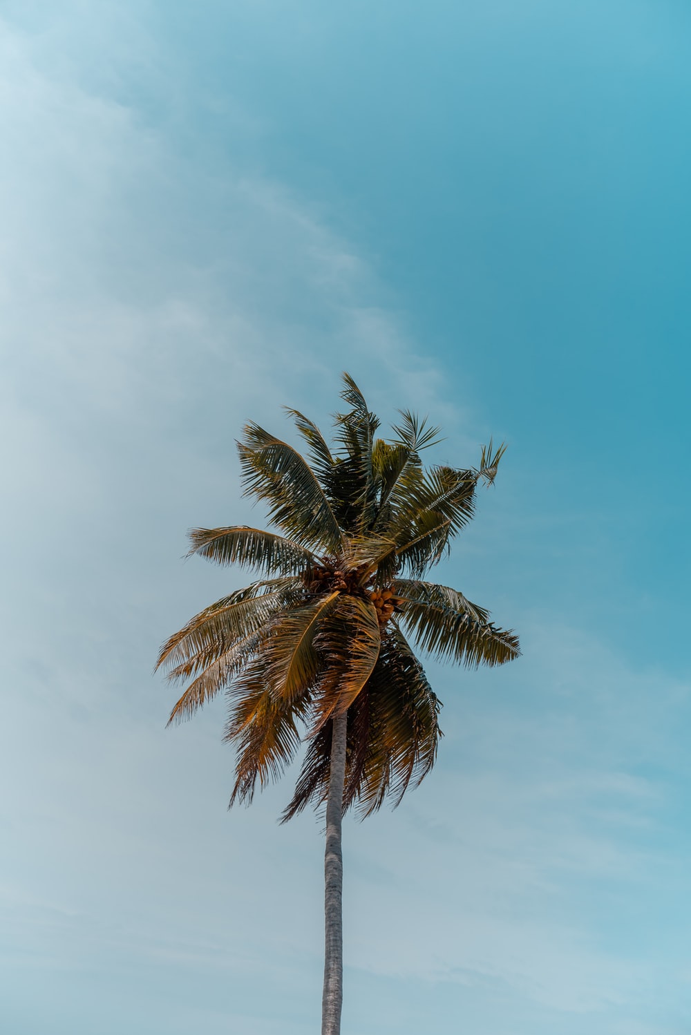 green coconut tree under blue sky photo