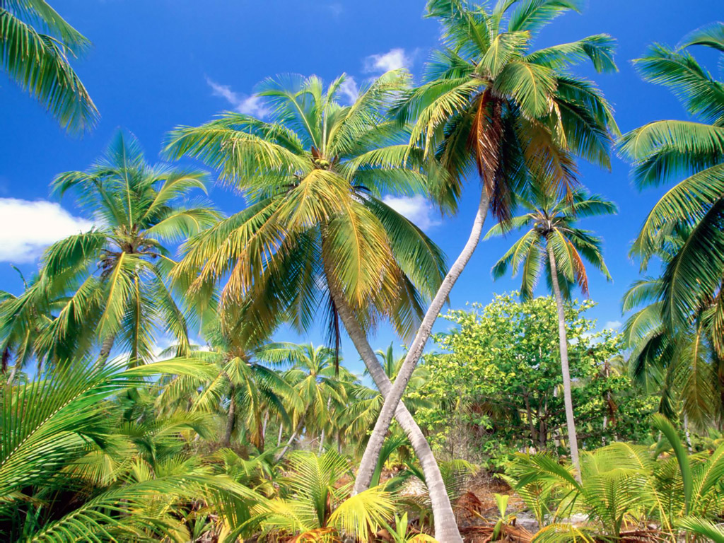 Palm Trees On The Beach 1024*768 No Tree Full HD Wallpaper & Background Download