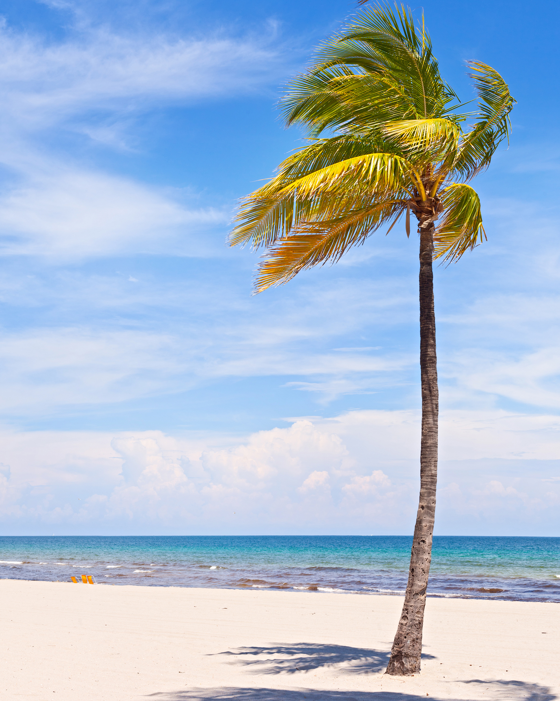 Beach Coconut Trees Swaying In The Wind